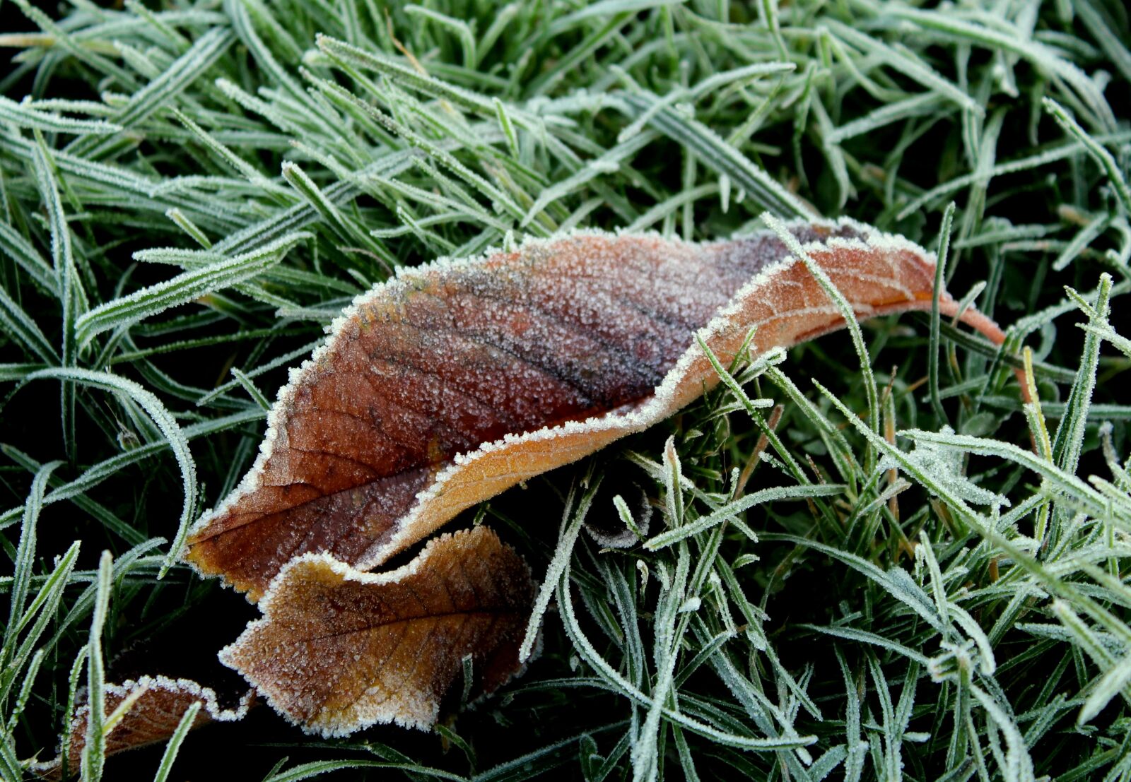 Canon EOS 1200D (EOS Rebel T5 / EOS Kiss X70 / EOS Hi) sample photo. Leaf, frost, ground frost photography
