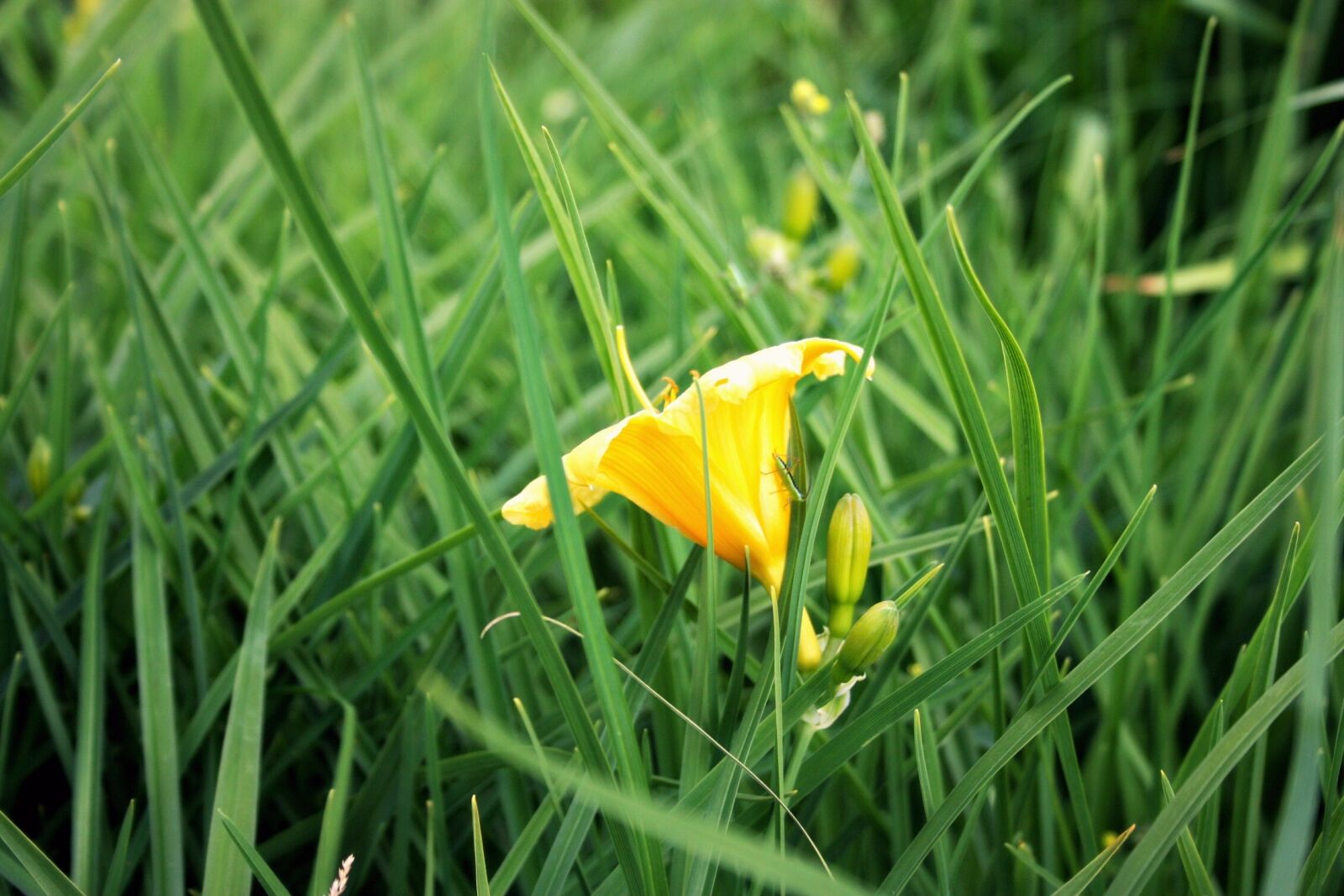 Canon EOS 450D (EOS Rebel XSi / EOS Kiss X2) sample photo. Grass, green, garden photography