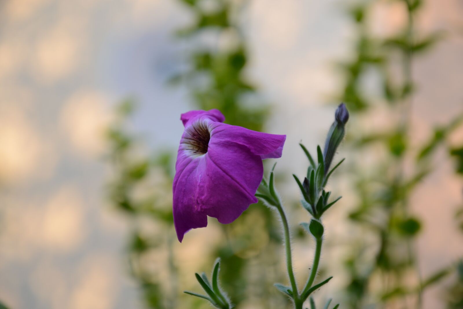 Nikon D3100 sample photo. Flower, nature, garden photography