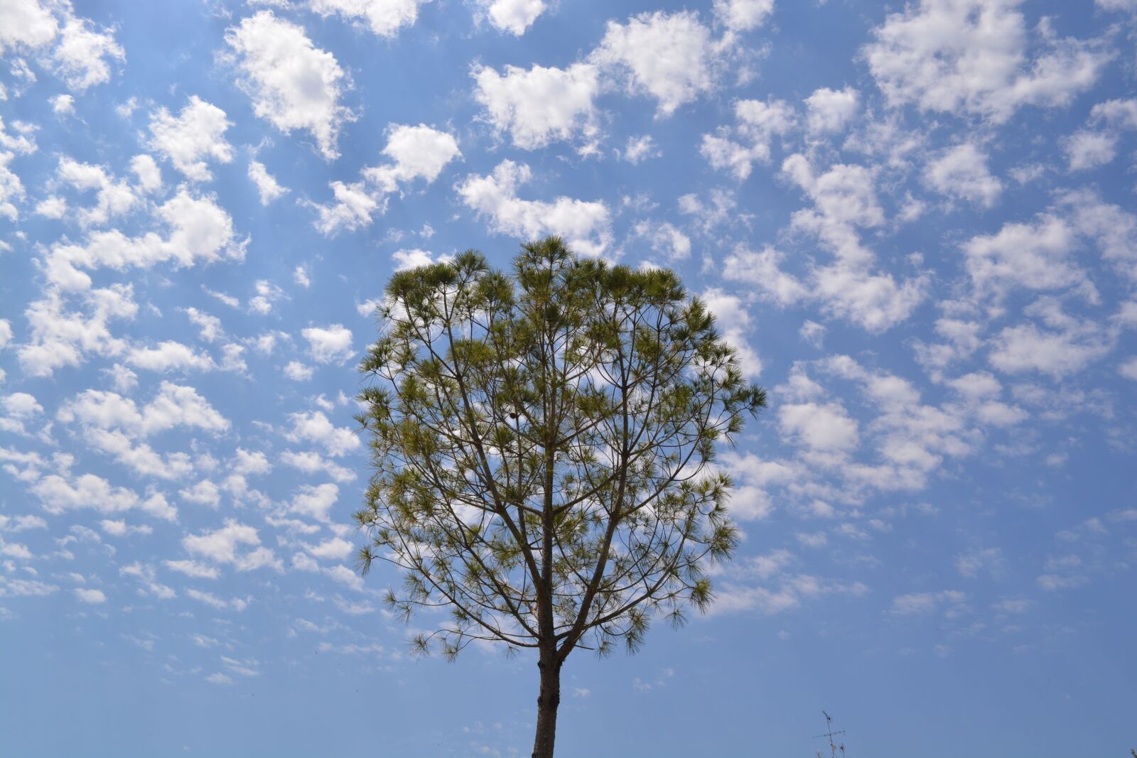Nikon D5200 sample photo. Landscape, tree, clouds photography