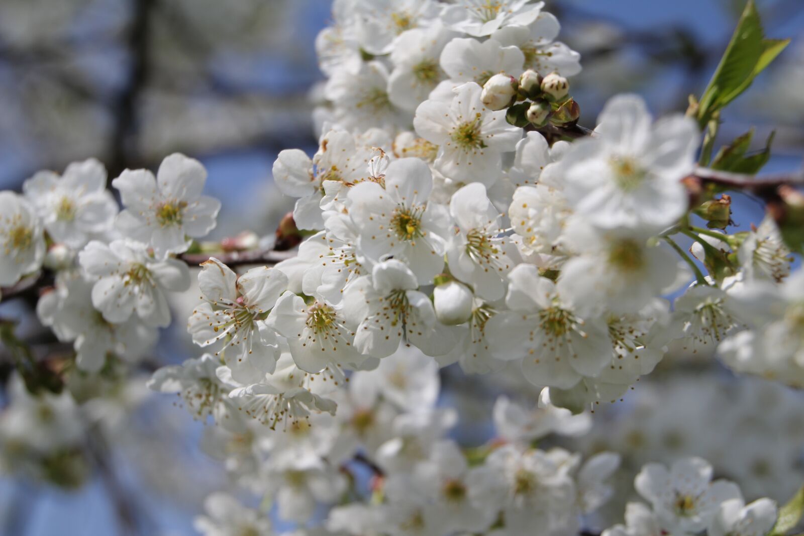 Canon EOS 60D sample photo. Spring, flowers, nature photography