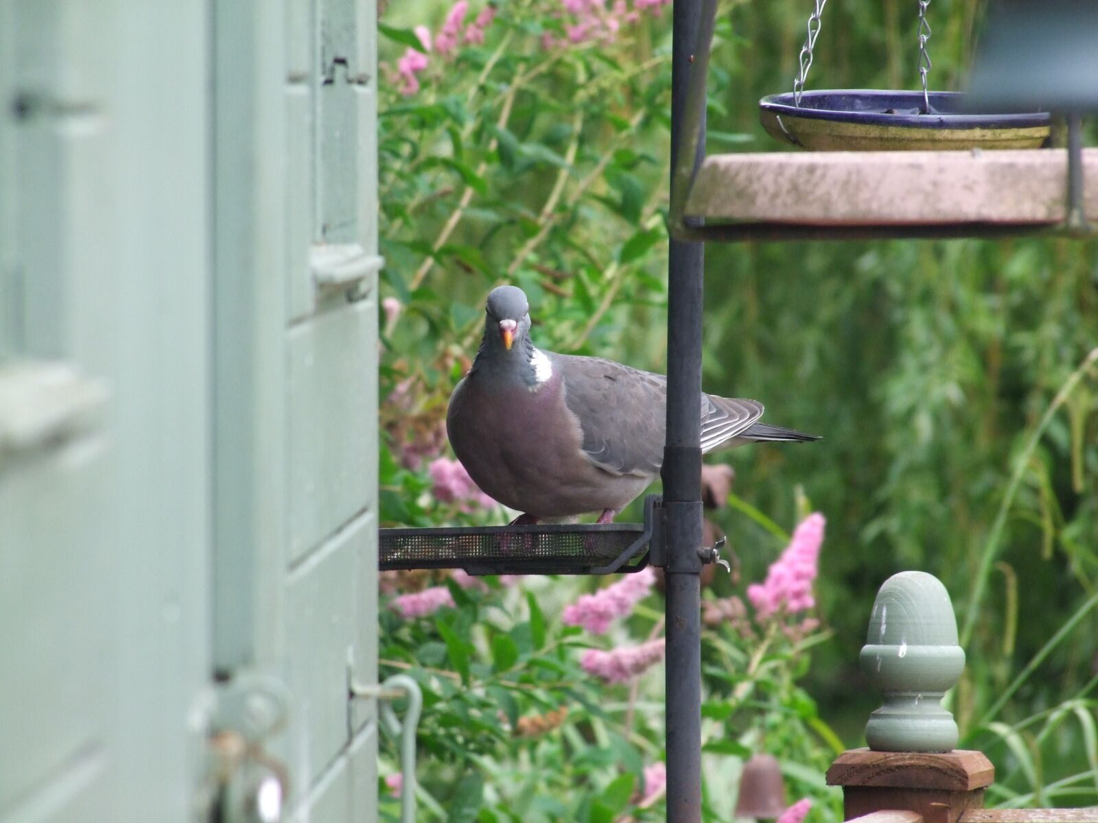 Fujifilm FinePix S100fs sample photo. Pigeon, bird, garden photography