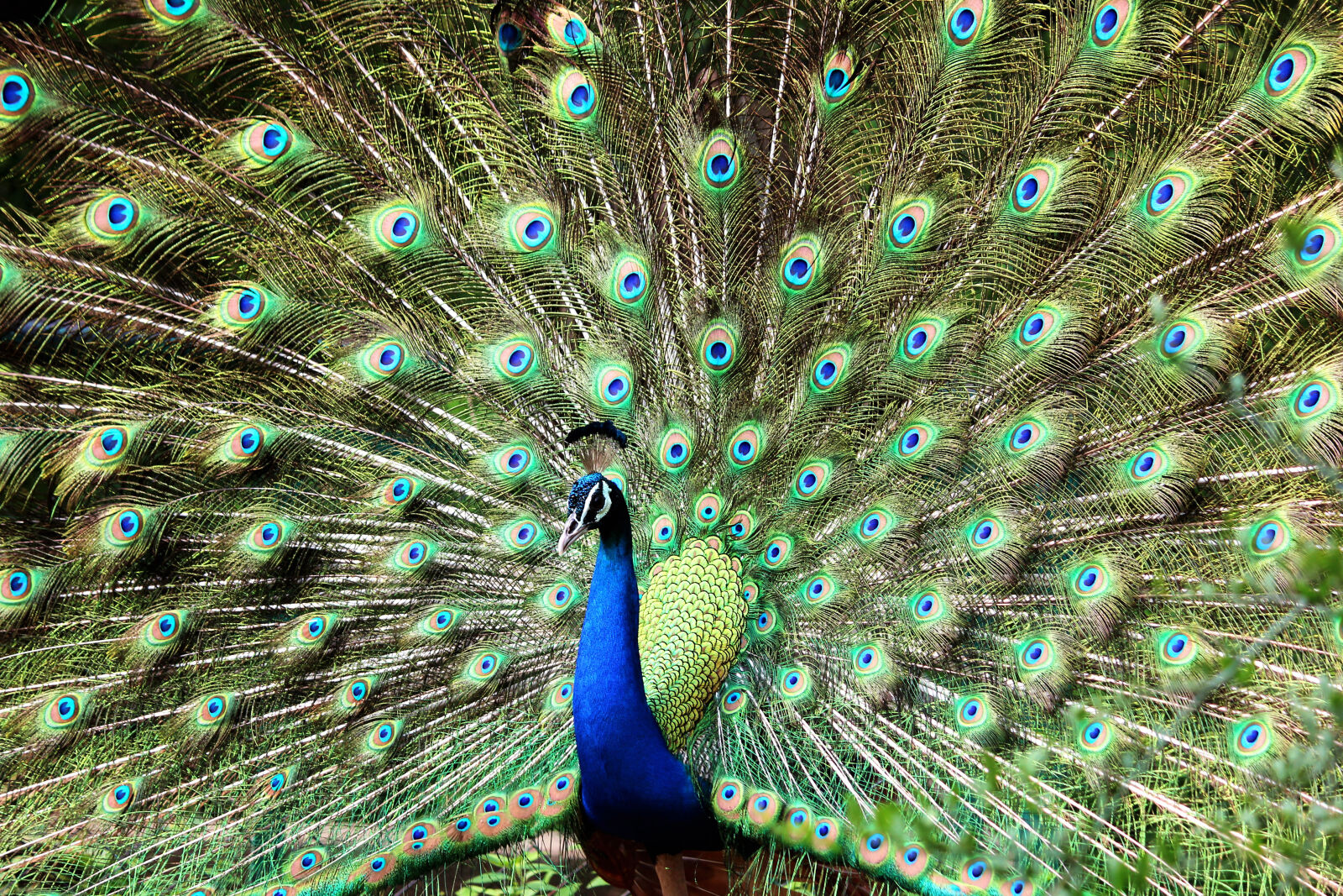 Canon EOS 600D (Rebel EOS T3i / EOS Kiss X5) sample photo. Blue, and, green, peacock photography
