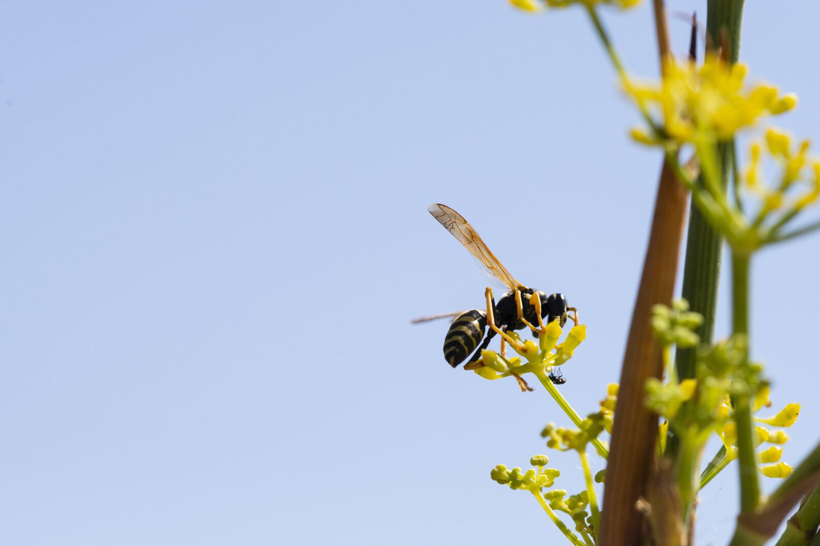 Nikon D600 sample photo. Wasp, nature, insect photography