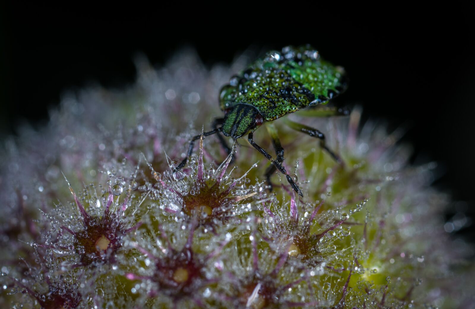 #124 65/2.8 sample photo. Bespozvonochnoe, insect, nature photography