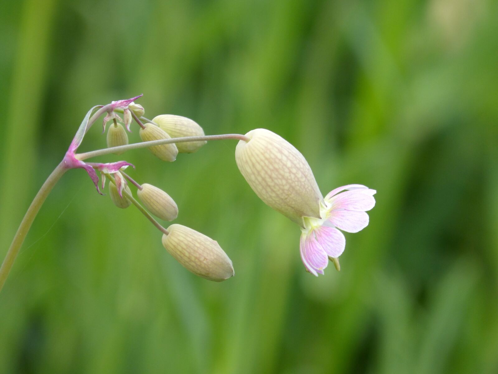 Panasonic DMC-FZ62 sample photo. Bladder campion, flower of photography