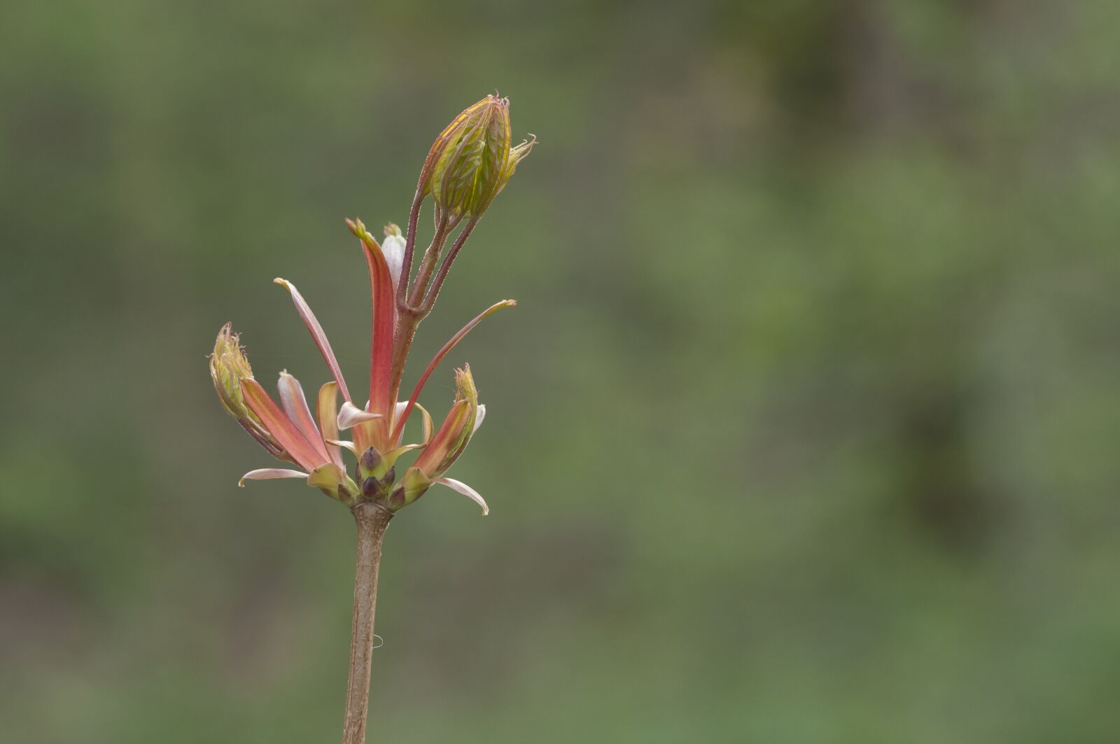 Nikon D300 sample photo. Spring, sprout, green photography