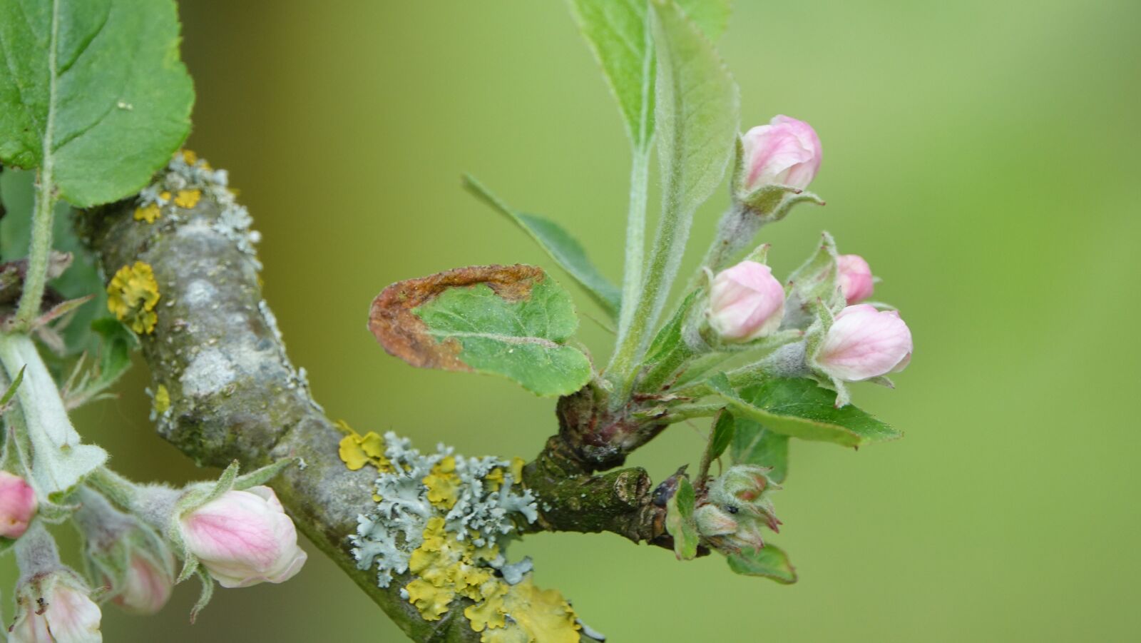 Sony Cyber-shot DSC-RX10 III sample photo. Nature, leaf, flower photography