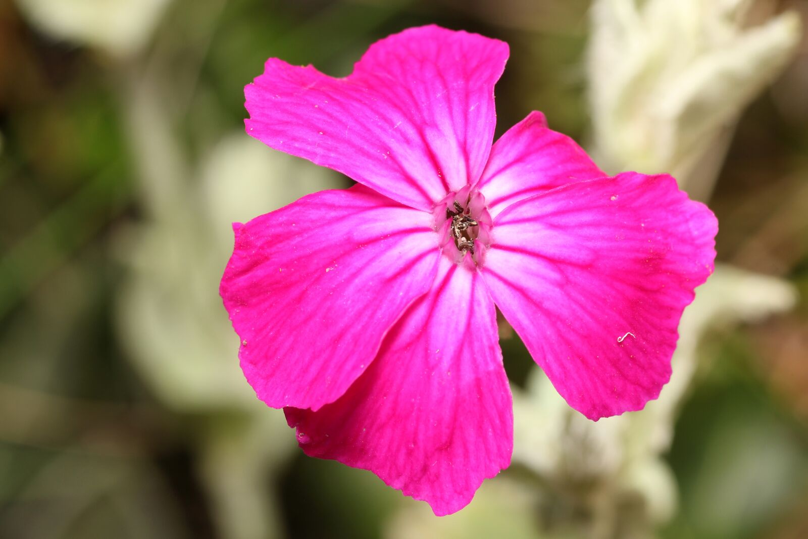Canon EOS 60D sample photo. Flower, pink, close up photography