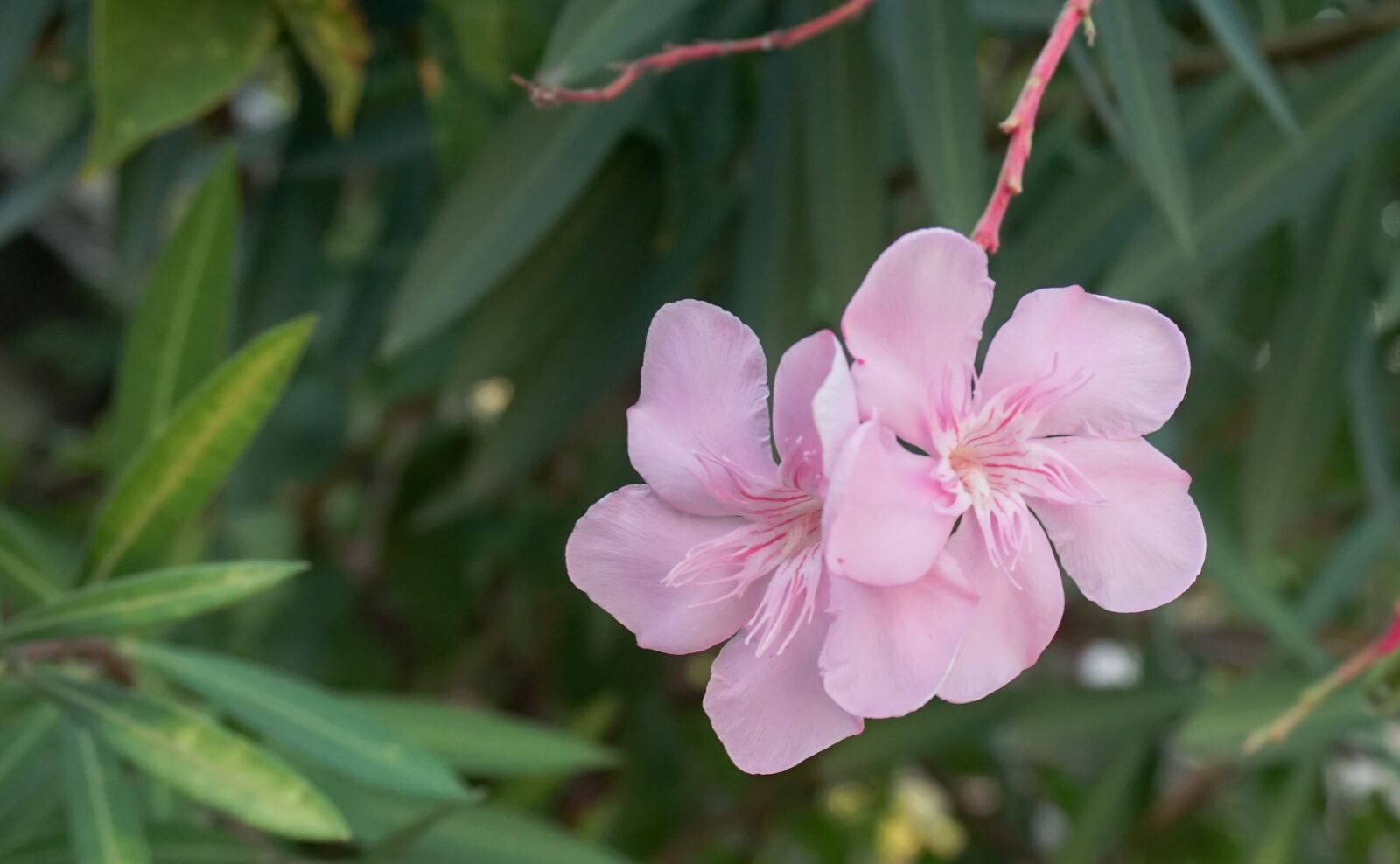 Sony E 16-50mm F3.5-5.6 PZ OSS sample photo. Flower, nature, blossom photography