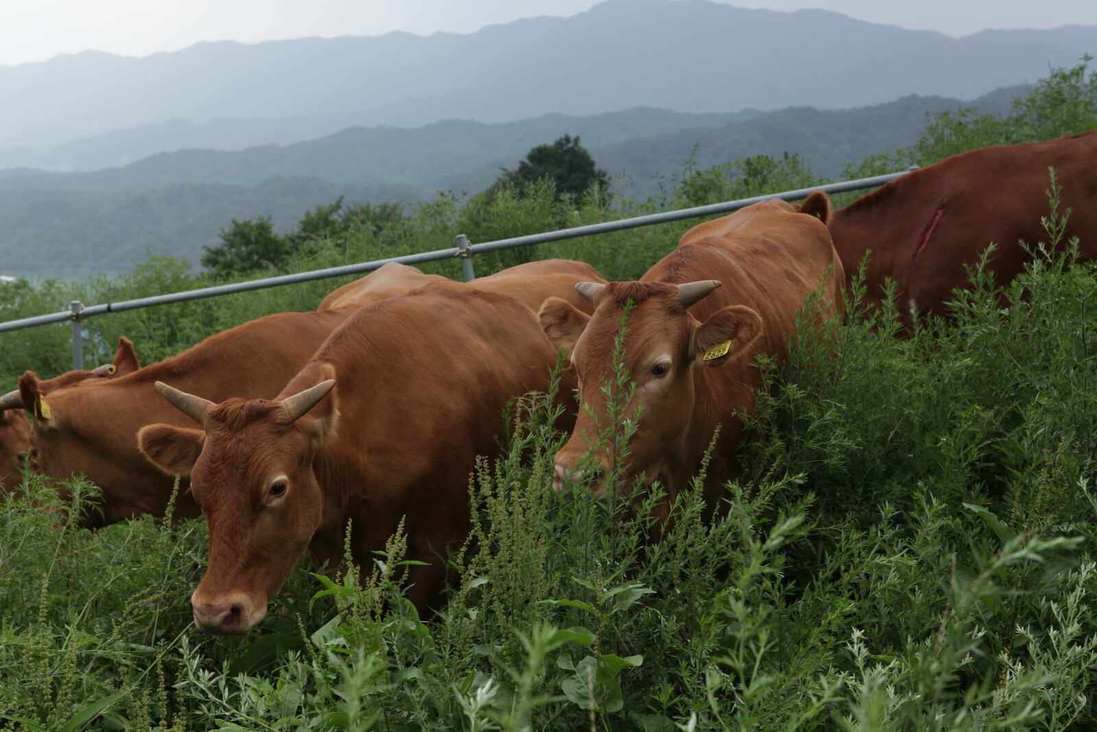 Canon EOS 5D Mark II sample photo. Hanwoo, meat, cow photography