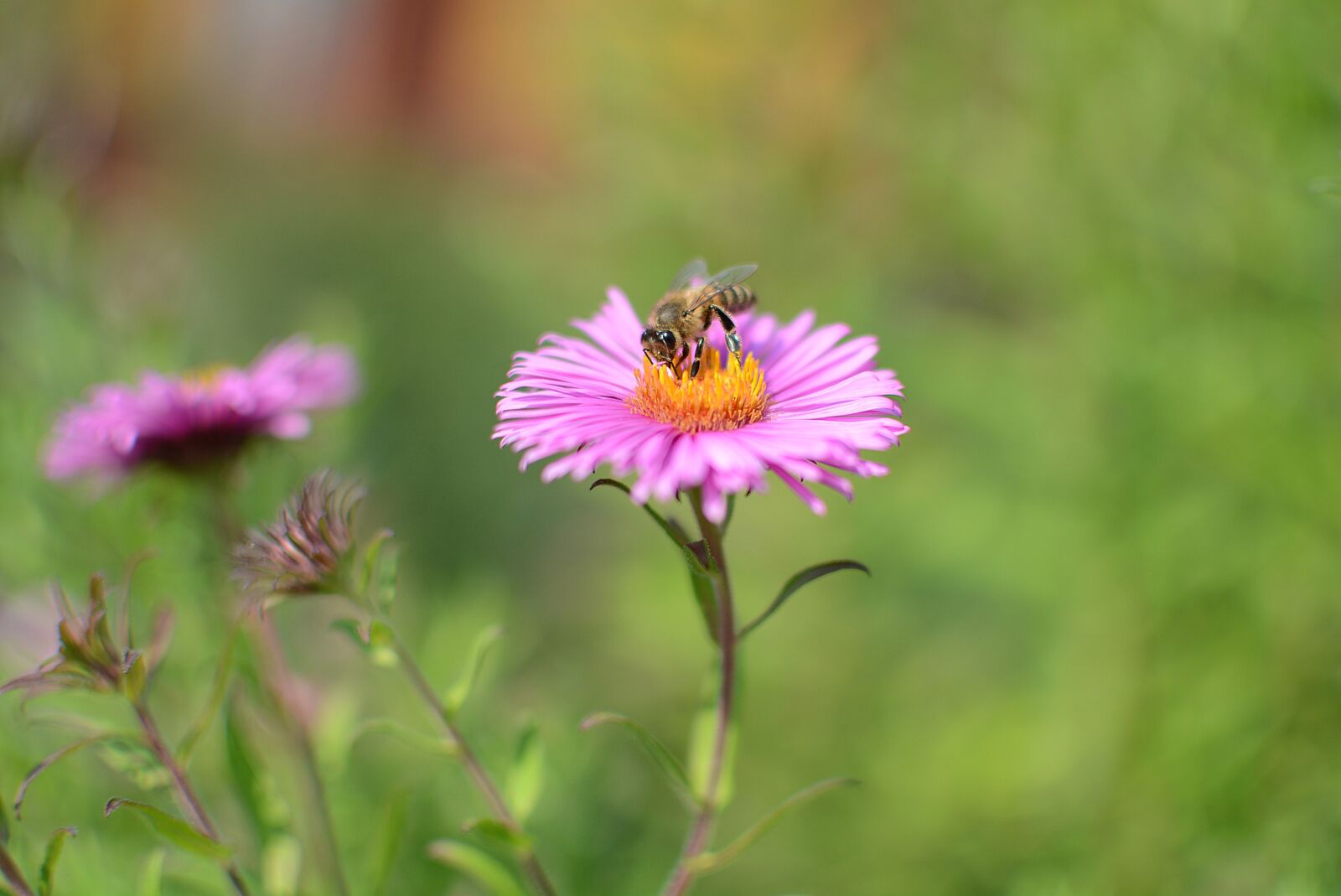 Nikon D7100 sample photo. Flower, nature, insect photography