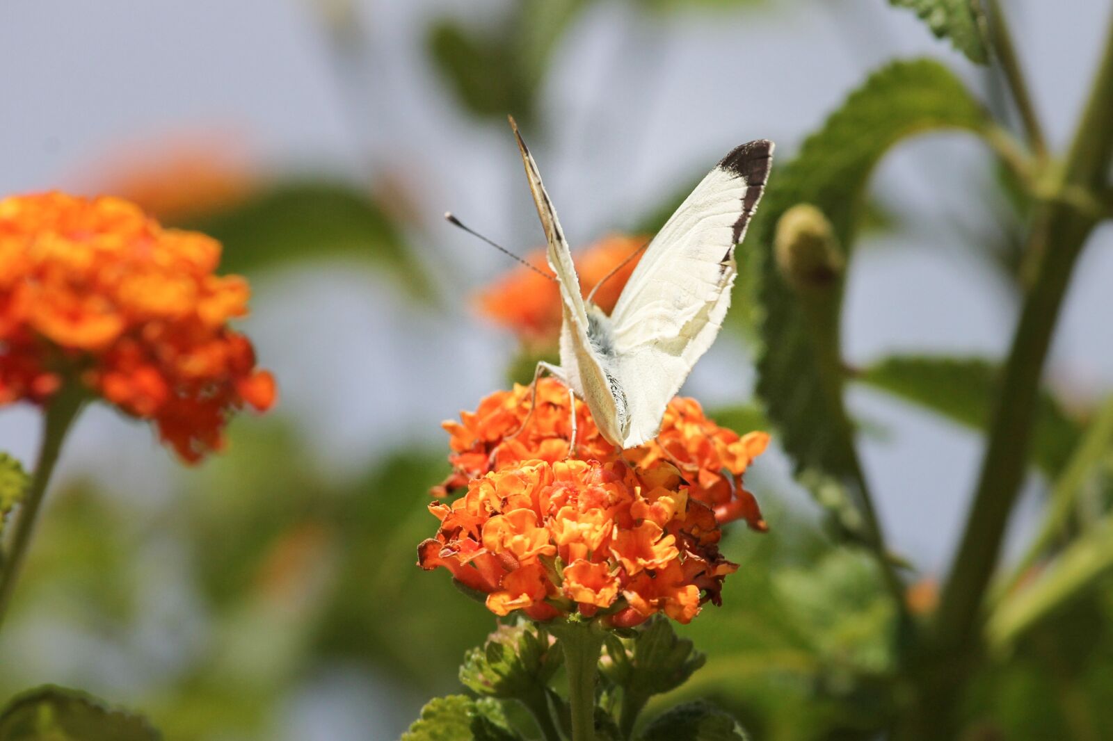 Canon EOS 1100D (EOS Rebel T3 / EOS Kiss X50) sample photo. White, white ling, butterflies photography