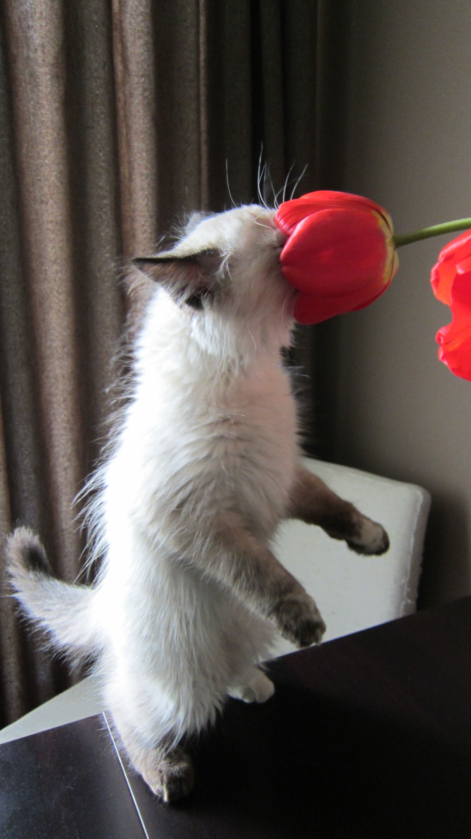 Canon PowerShot ELPH 500 HS (IXUS 310 HS / IXY 31S) sample photo. кошка, цветок, домашний питомец photography