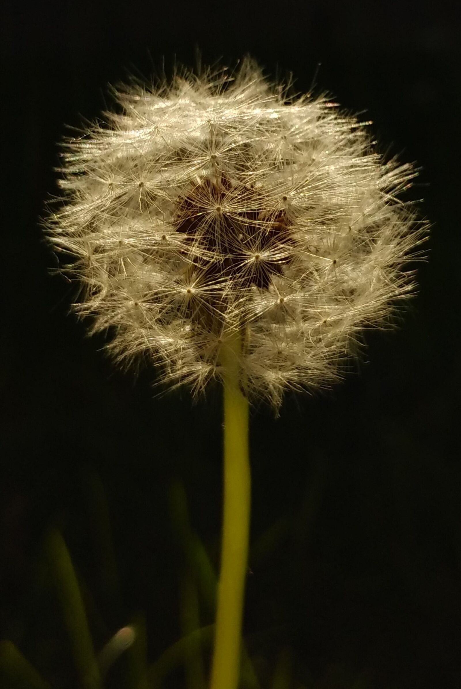 LG G5 SE sample photo. Dandelion, flower, summer photography