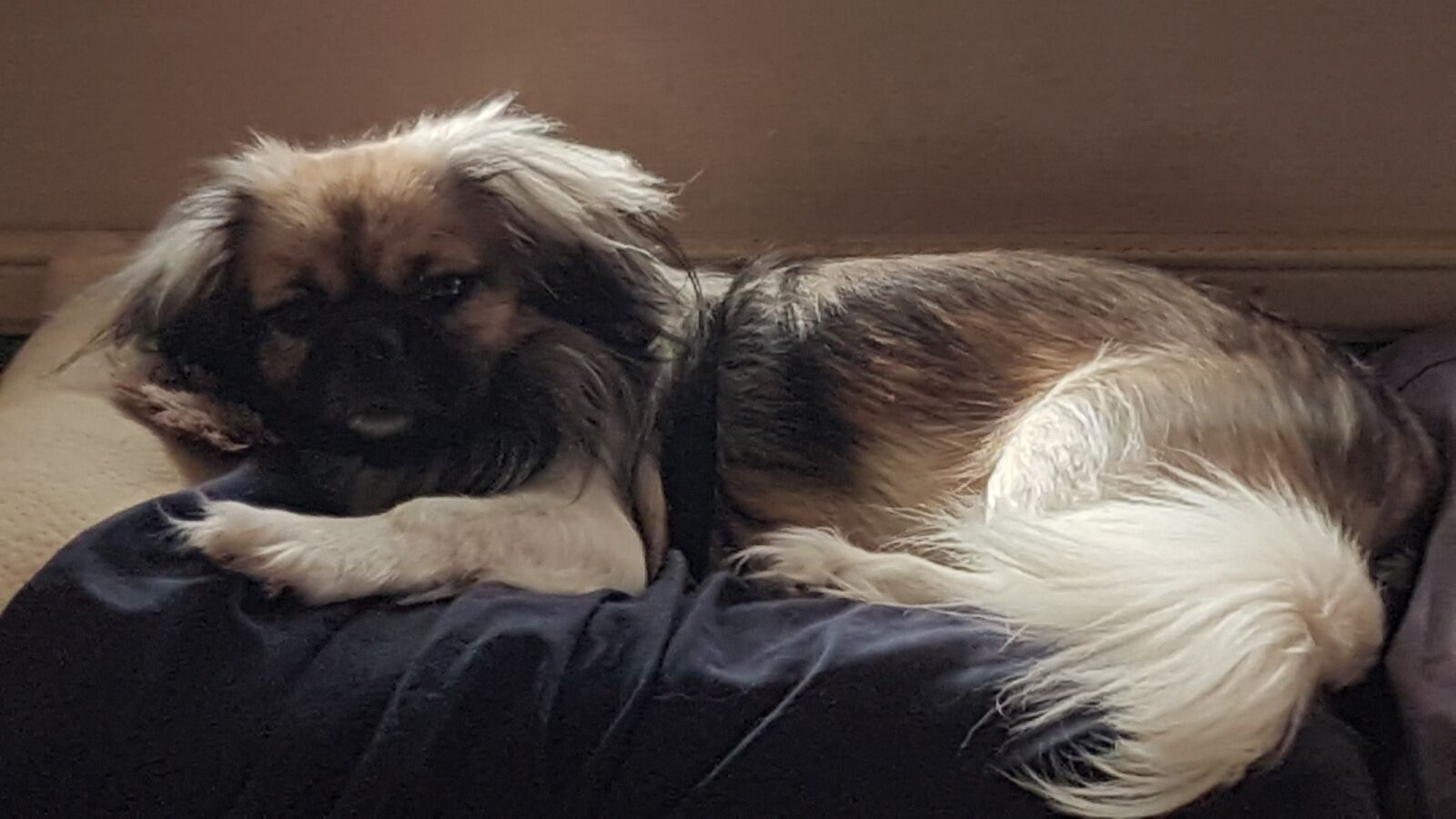Samsung Galaxy S7 Edge sample photo. Puppy, tibetan spaniel, cute photography