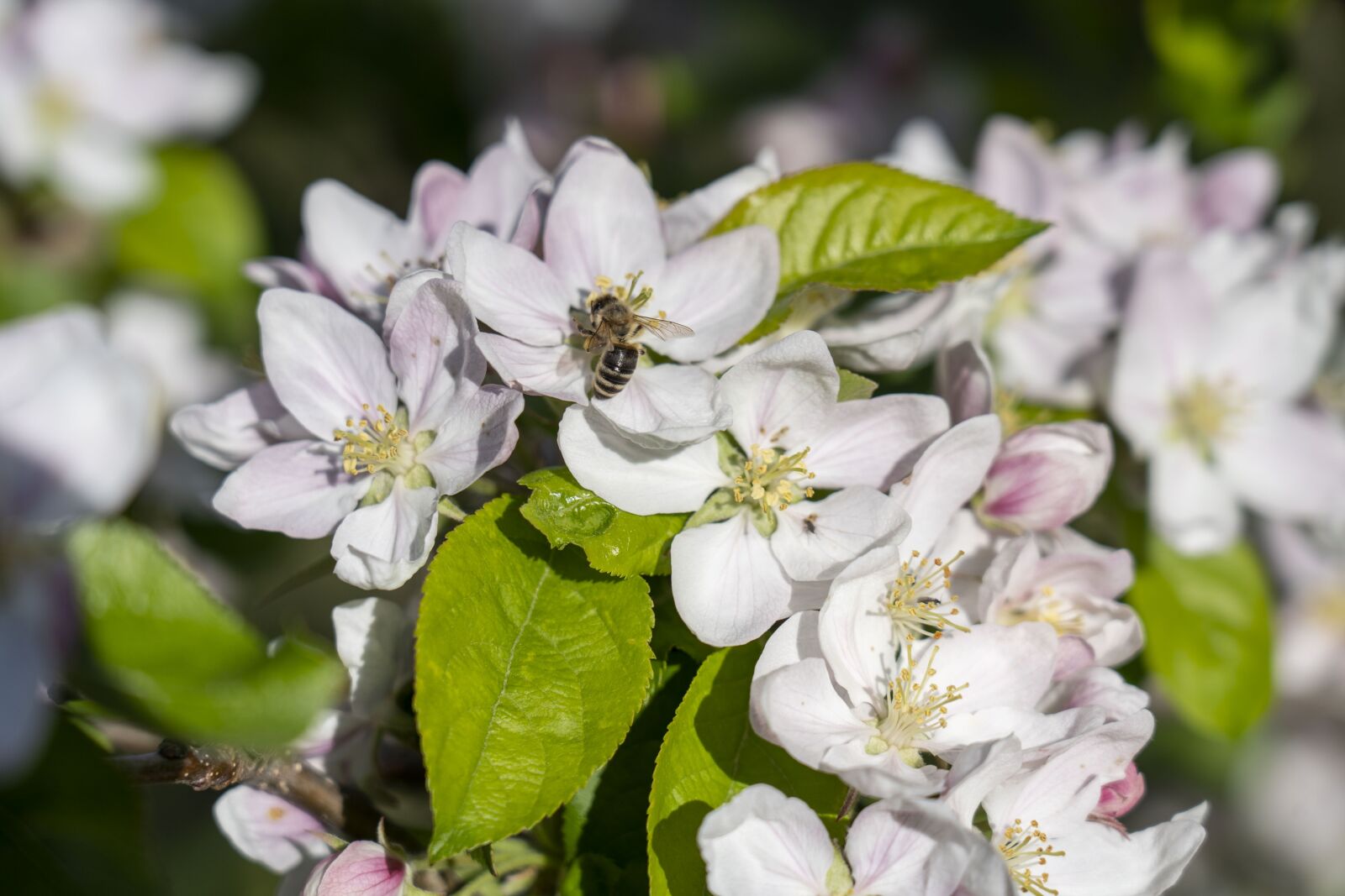 Sony FE 24-105mm F4 G OSS sample photo. Flowers, flower, nature photography