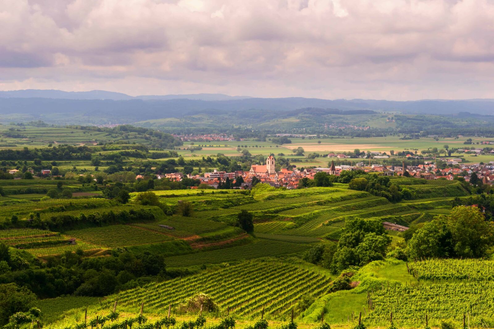 Nikon D3300 sample photo. Vineyard, agriculture, landscape, nature photography