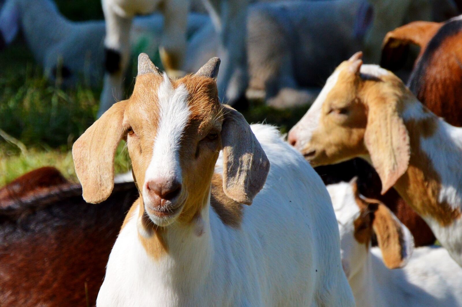 Nikon D3200 sample photo. Goat, prima donna, geiss photography