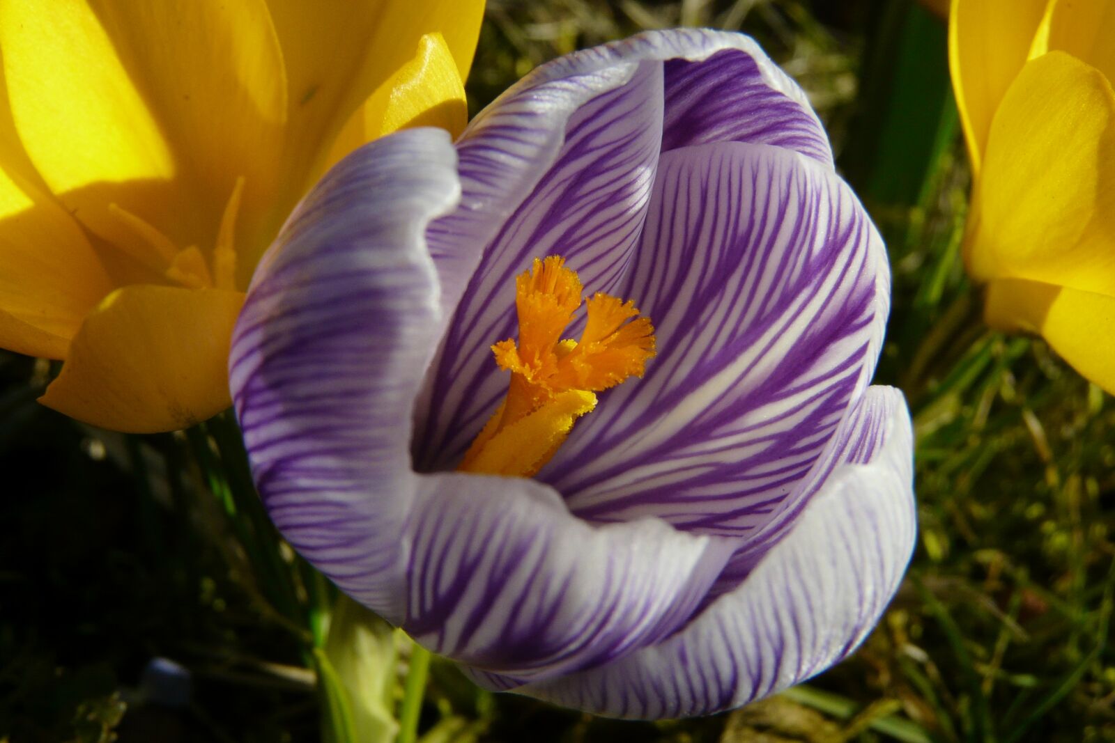 Panasonic DMC-FZ18 sample photo. Crocus, harbinger of spring photography
