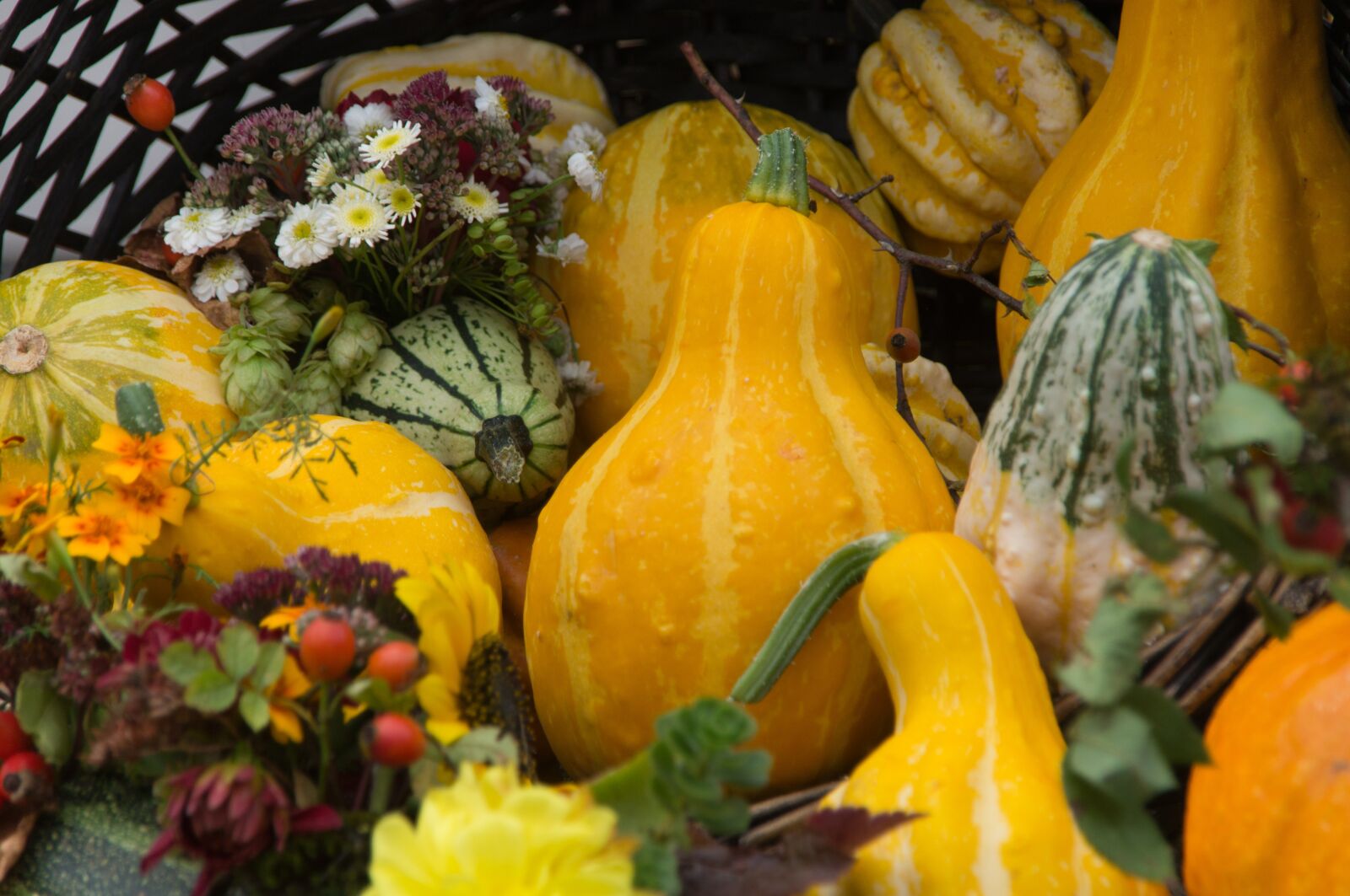 Sony SLT-A57 sample photo. Pumpkin, autumn, deco photography