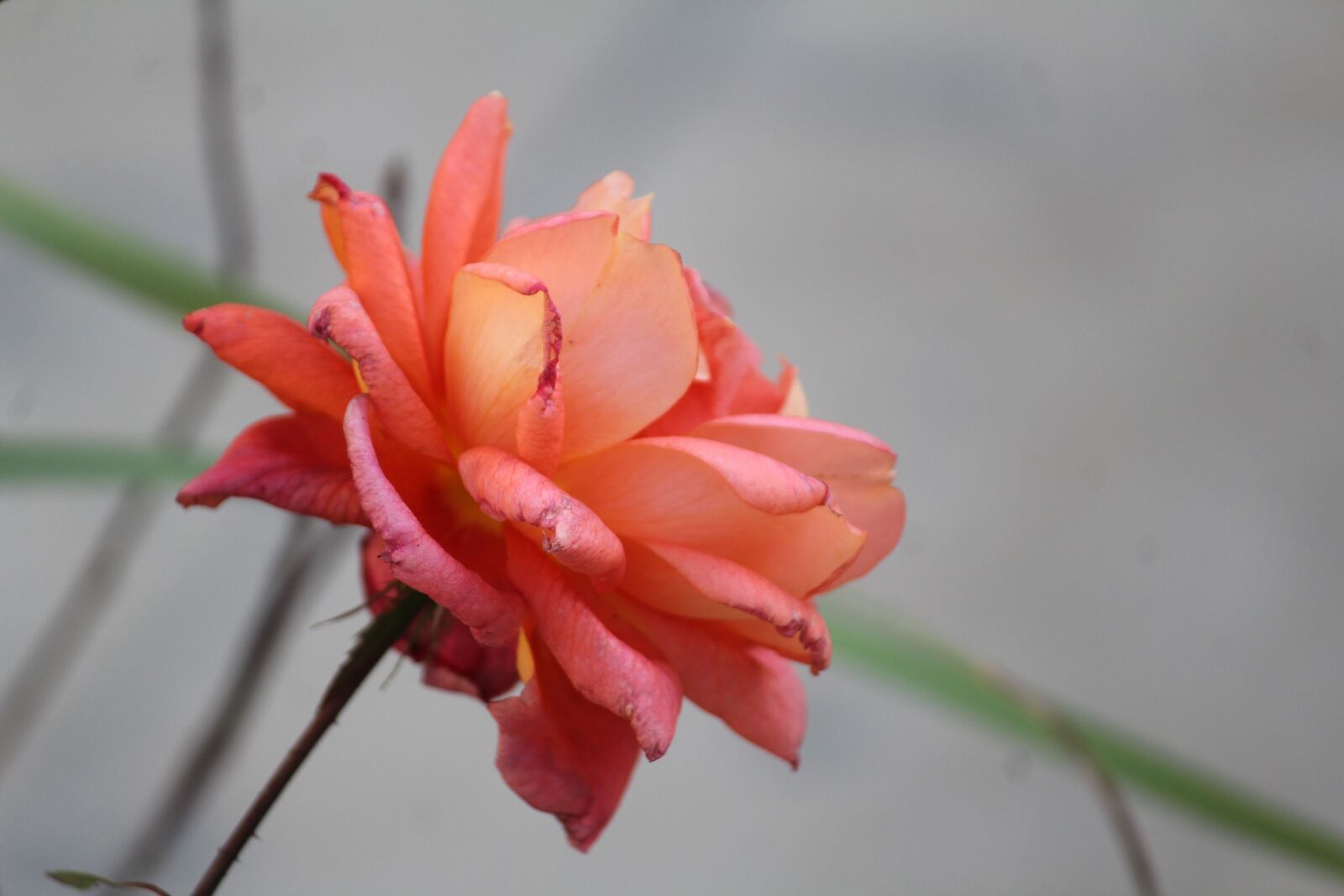 Canon EOS 1200D (EOS Rebel T5 / EOS Kiss X70 / EOS Hi) sample photo. Lotus, pink, flower photography