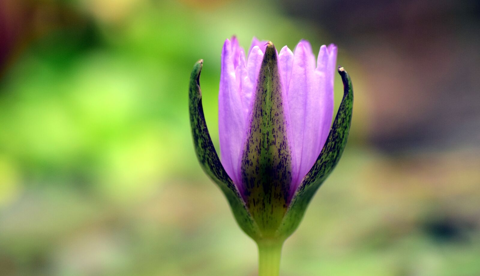 Nikon D3300 sample photo. Water lily, bud, bud photography