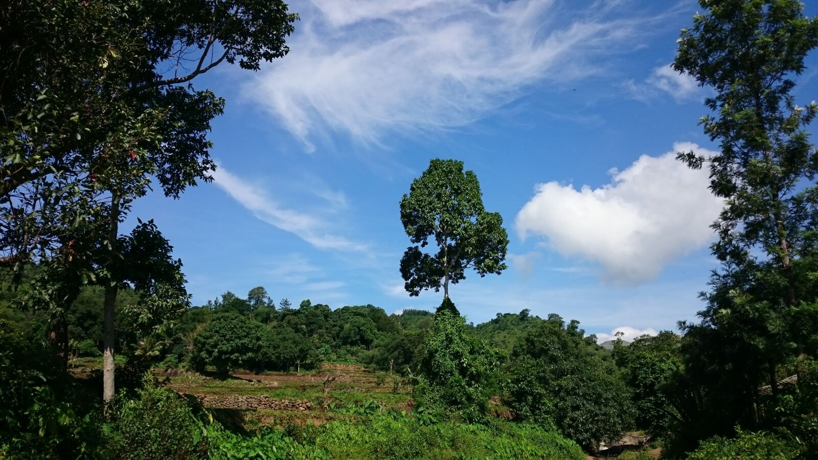 Sony Xperia Z1 sample photo. Tree, sky, land photography