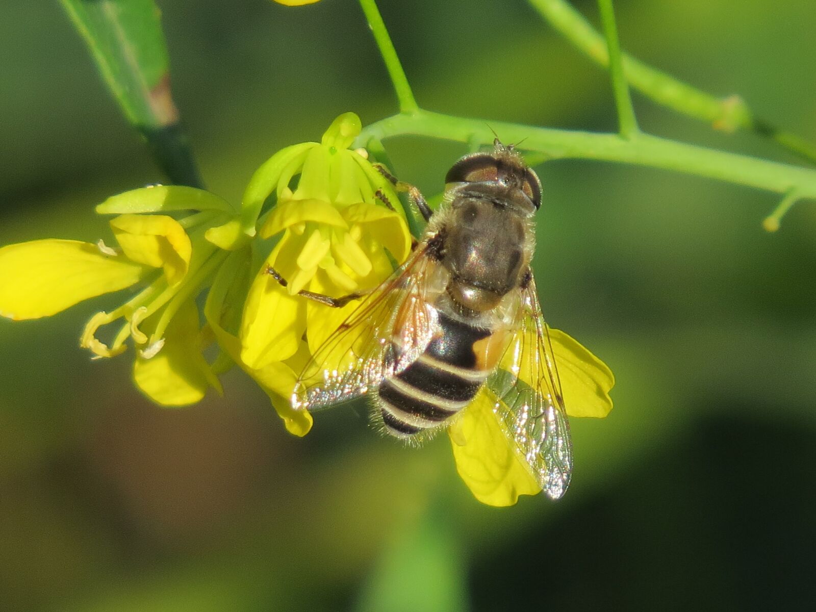 Canon PowerShot SX50 HS sample photo. Cheloveka common, insect, eristalis photography