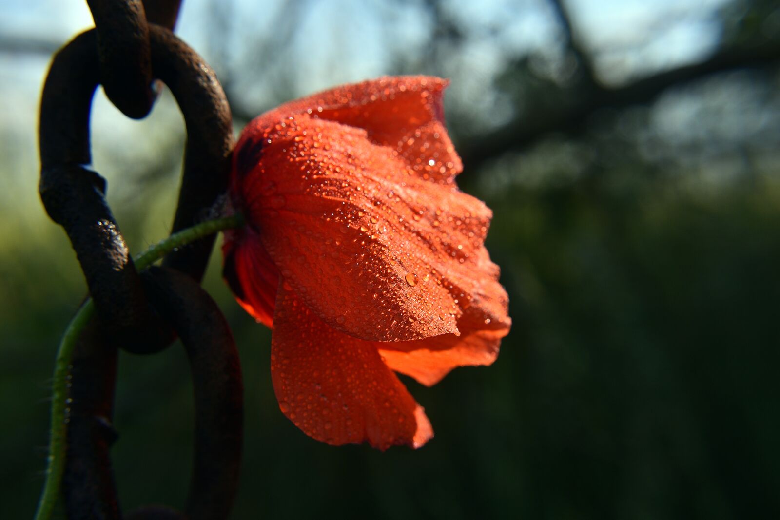 Nikon D3400 sample photo. Poppy, poppies, red photography