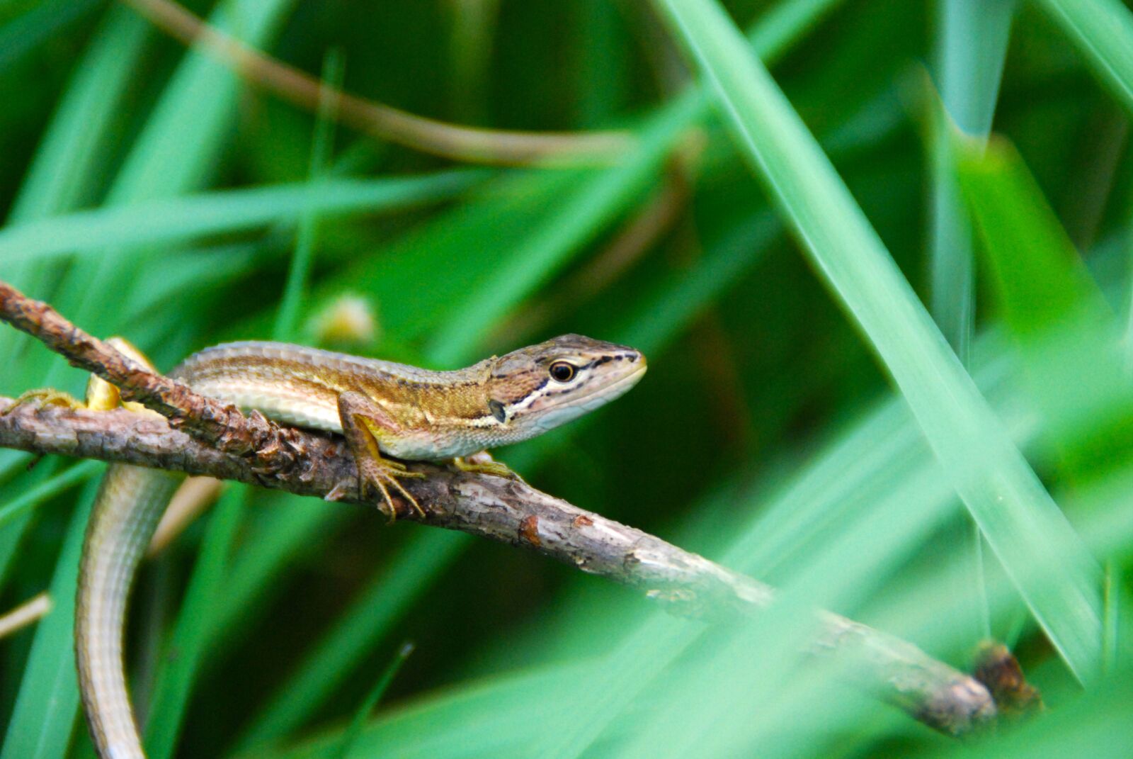 Nikon D40X sample photo. Lizard, brown, animal photography