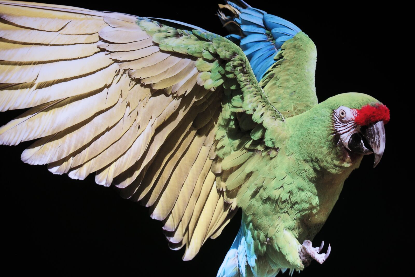 Samsung NX30 + NX 50-200mm F4-5.6 sample photo. Bird, parrot, plumage photography