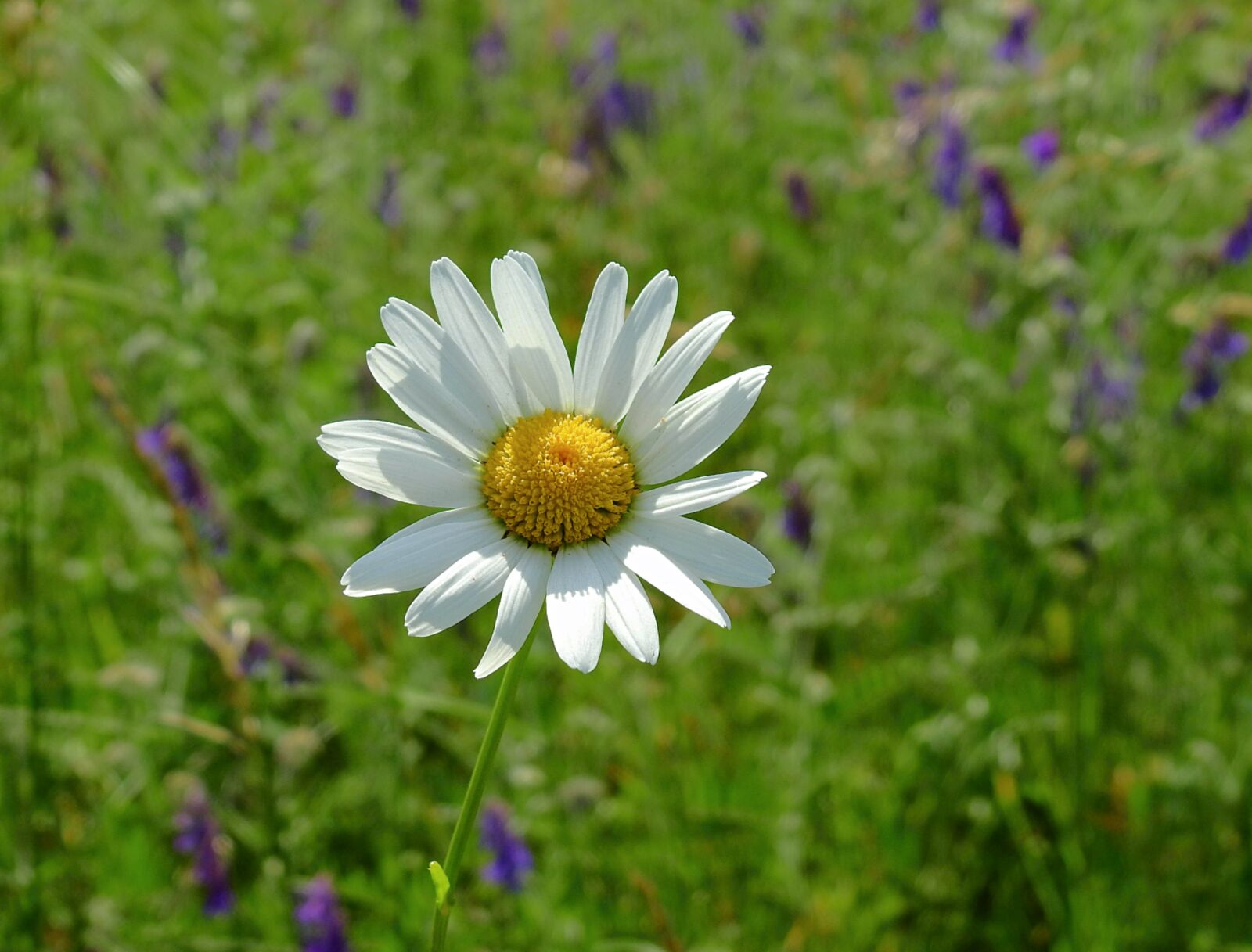 Nikon Coolpix P900 sample photo. Flower, daisy, meadow photography