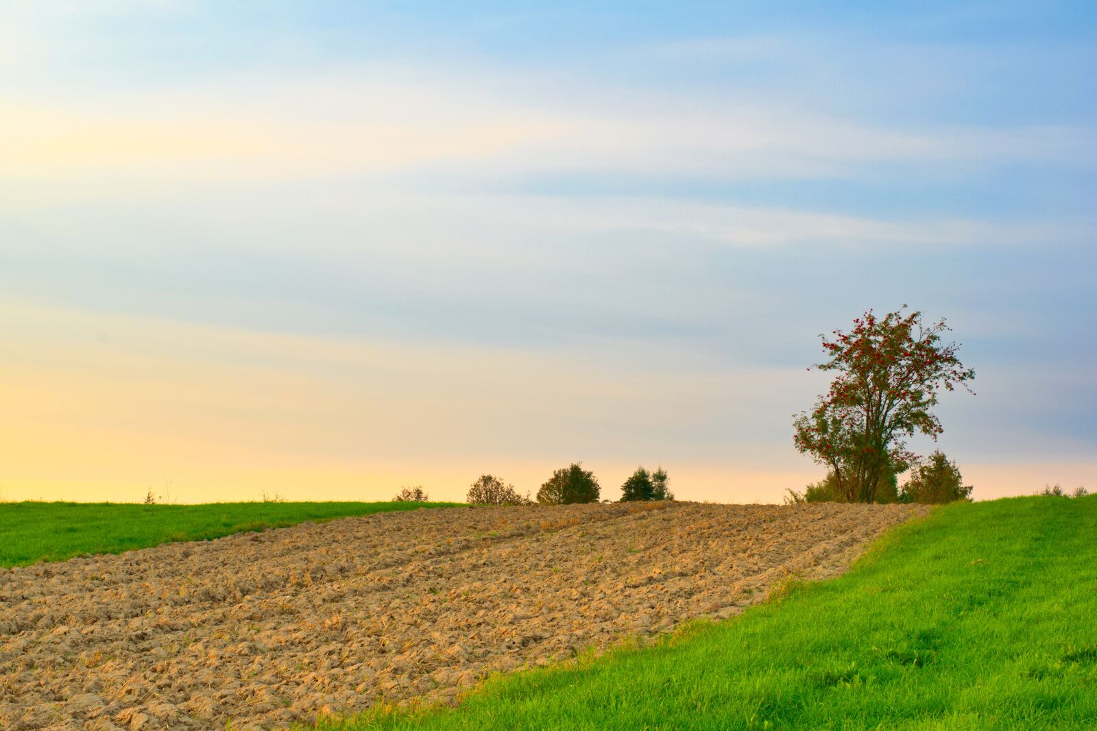 Nikon D5300 sample photo. Field, farm, plantation photography