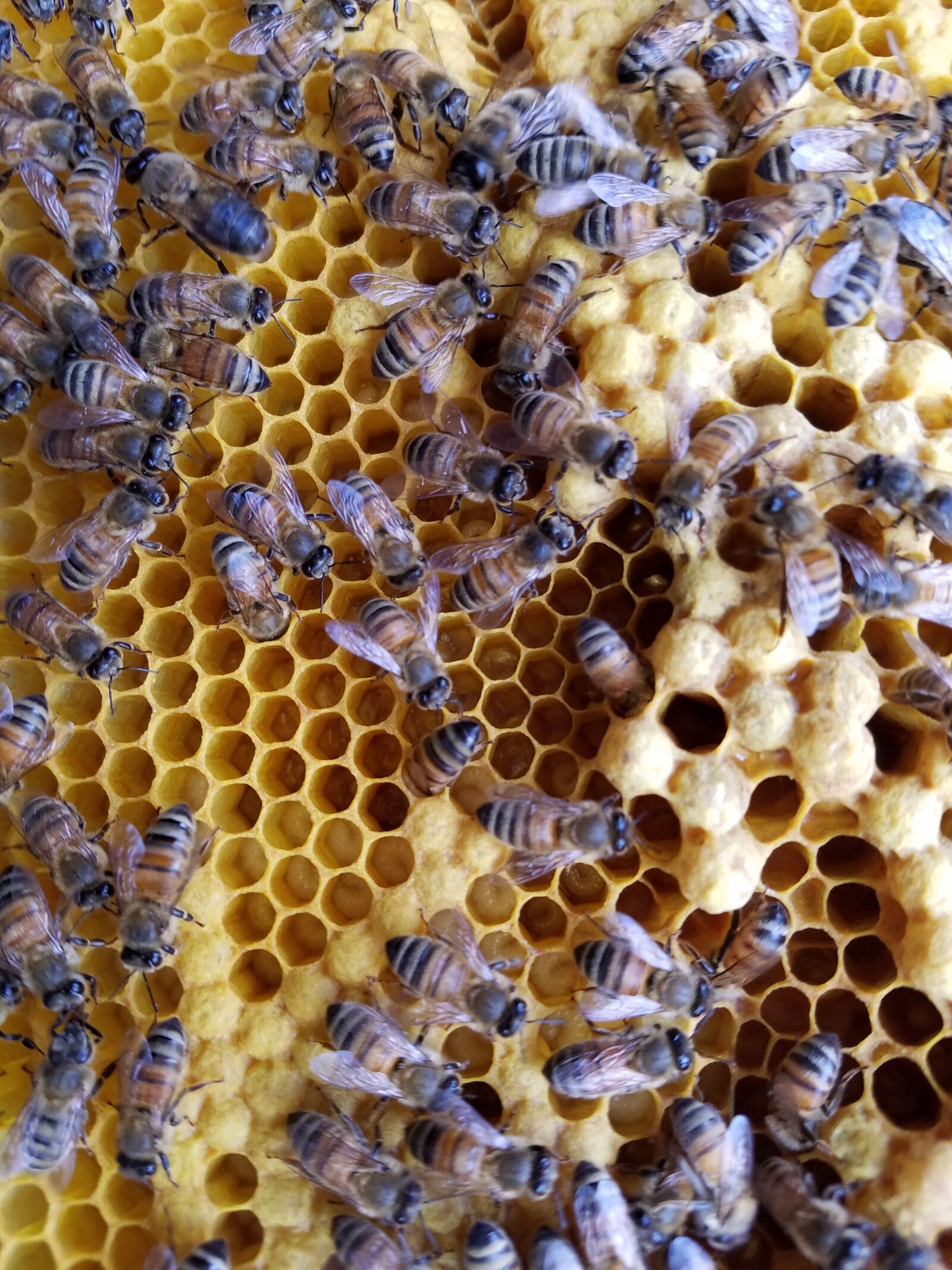 Samsung Galaxy S7 sample photo. Bees, honey, bee photography