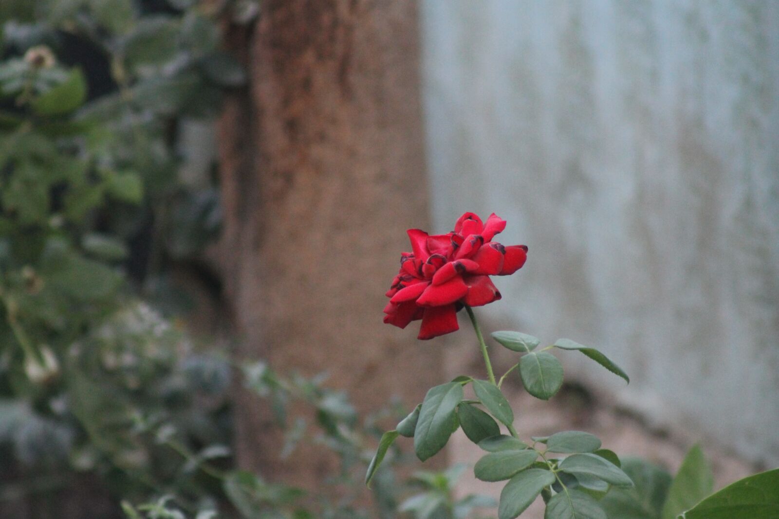 Canon EOS 1100D (EOS Rebel T3 / EOS Kiss X50) + EF75-300mm f/4-5.6 sample photo. Rose, red rose, flower photography