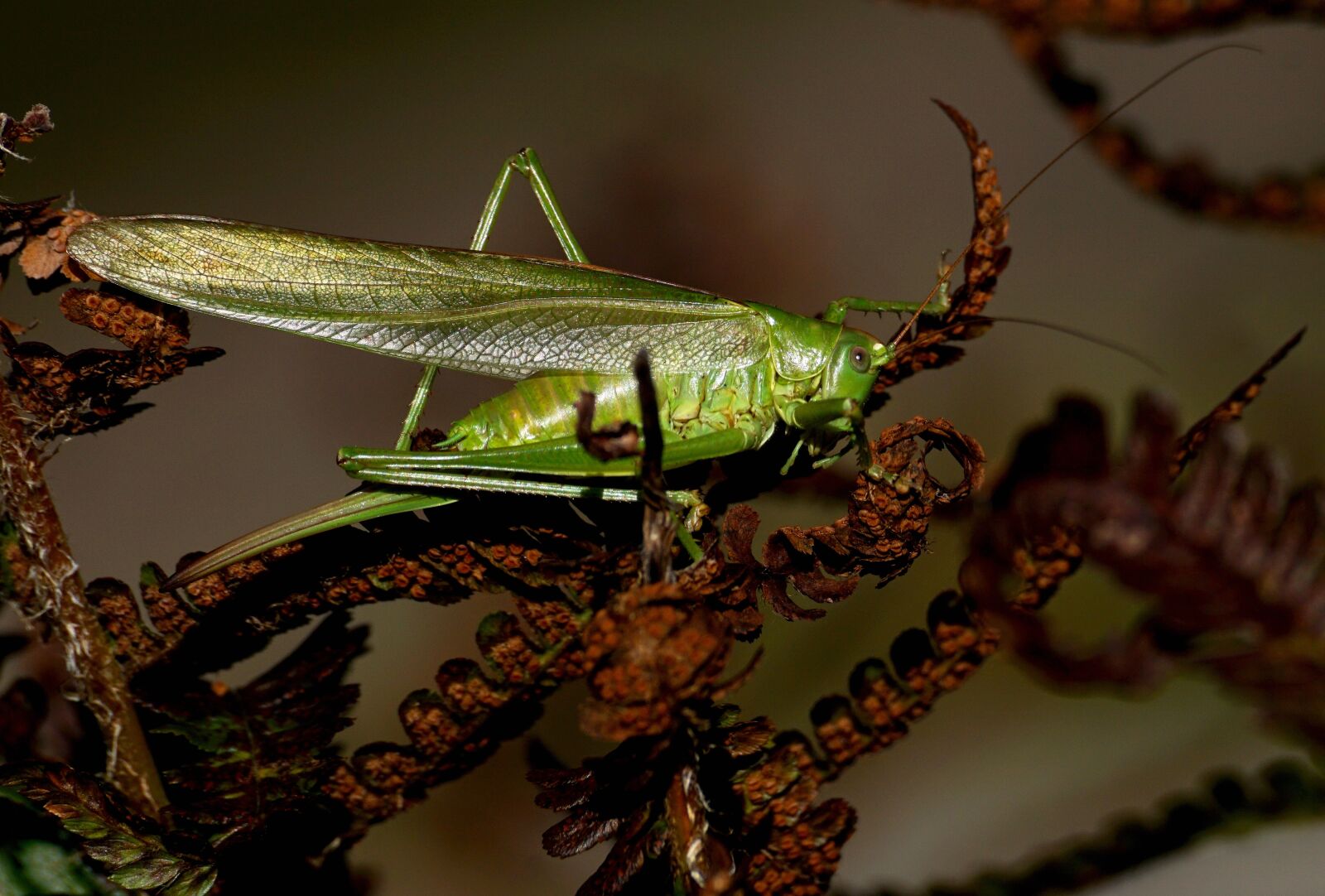 Sony DT 55-300mm F4.5-5.6 SAM sample photo. Grasshopper, insect, flight insect photography