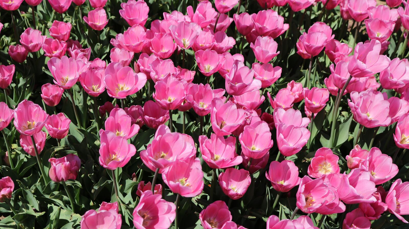Canon EOS 750D (EOS Rebel T6i / EOS Kiss X8i) sample photo. Plant, nature, flower photography