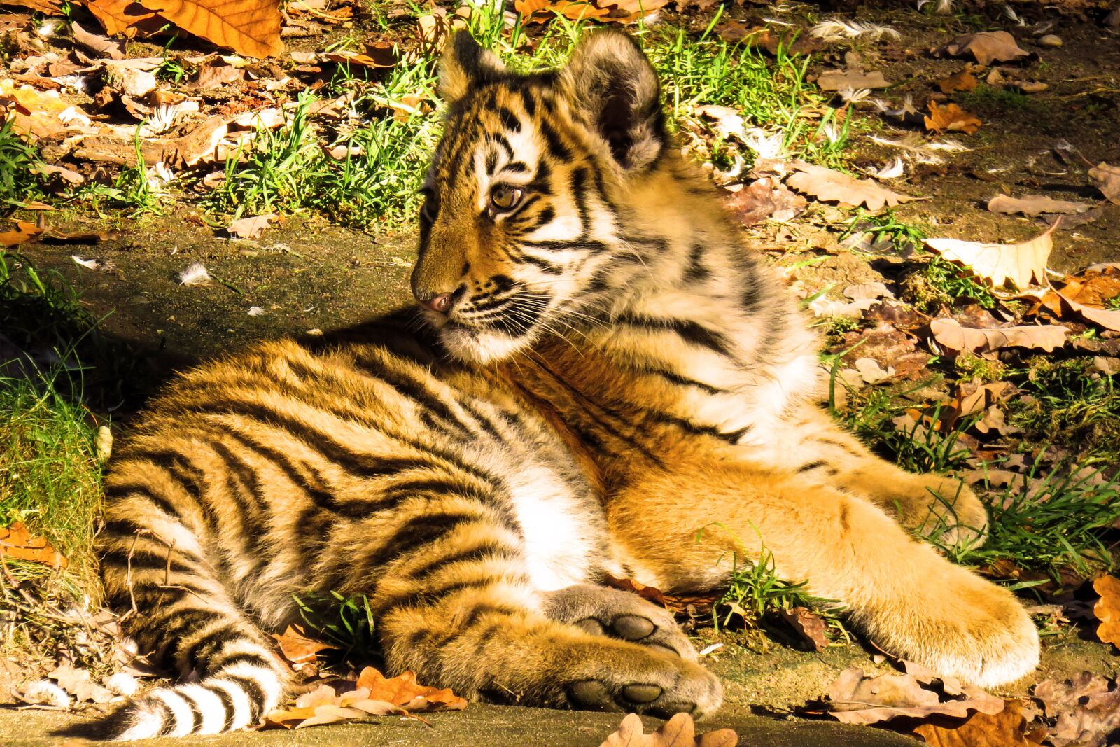 Canon EOS 70D sample photo. Animal, tiger, young tiger photography