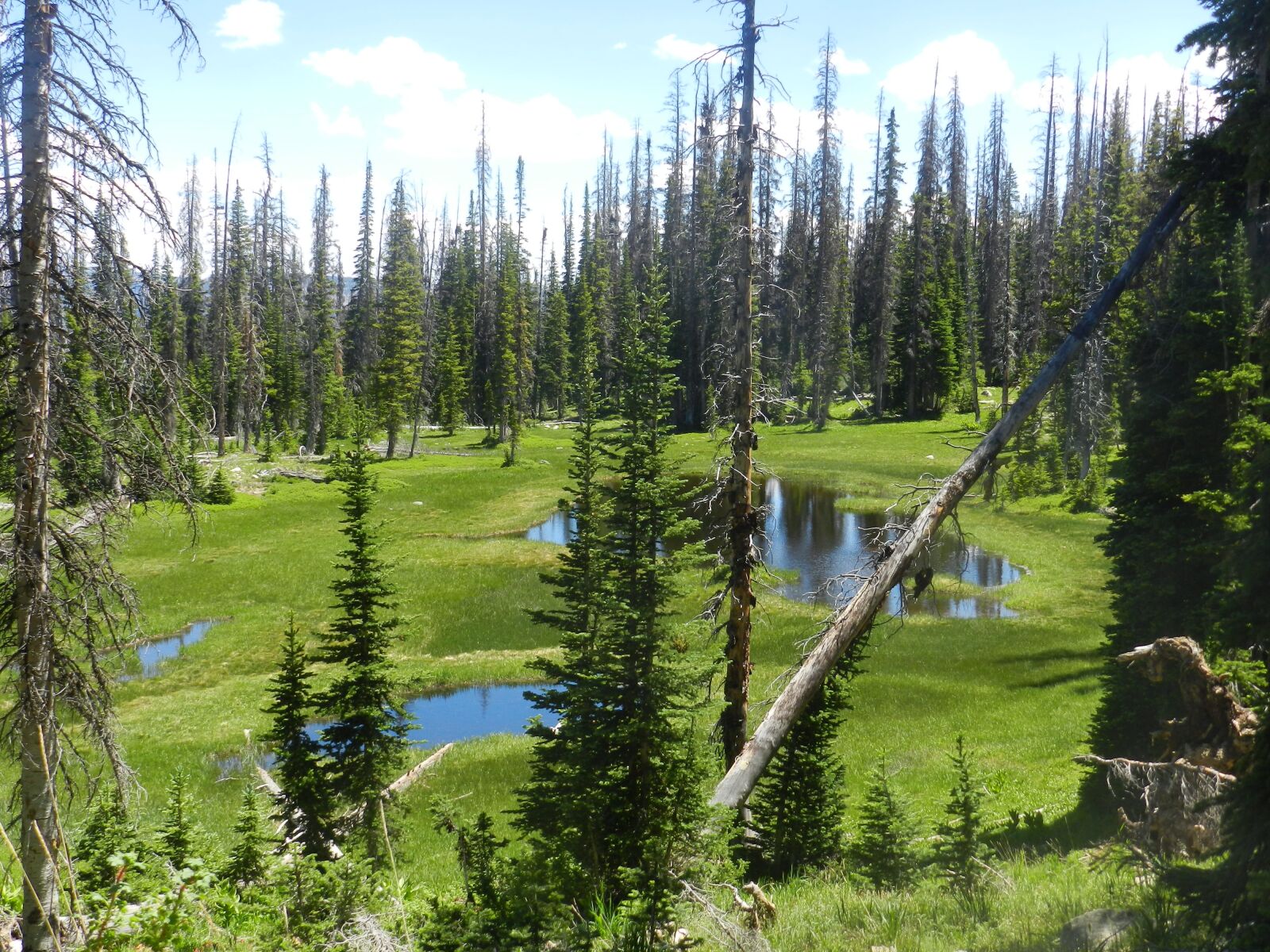 Nikon Coolpix P500 sample photo. Uinta, swamp, mountains photography