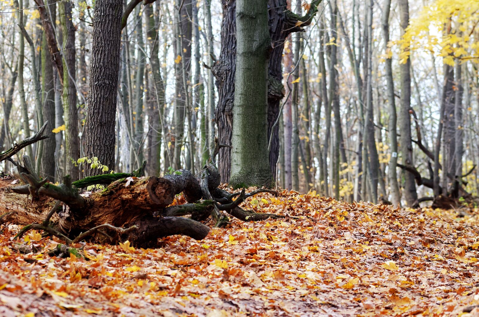 Nikon D5100 sample photo. Landscape, nature, forest photography