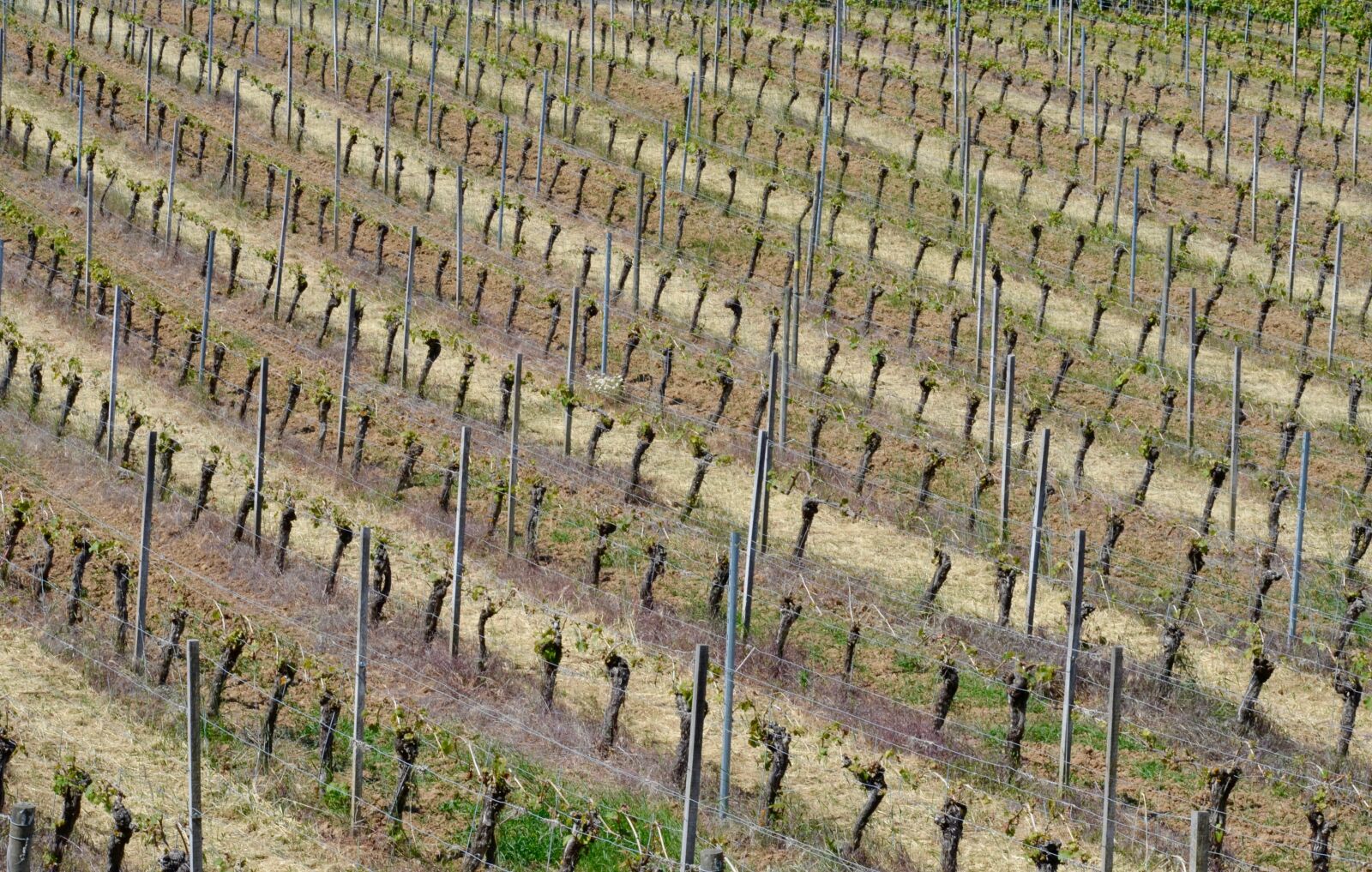 Nikon D5100 sample photo. Vines, vineyard, vine photography