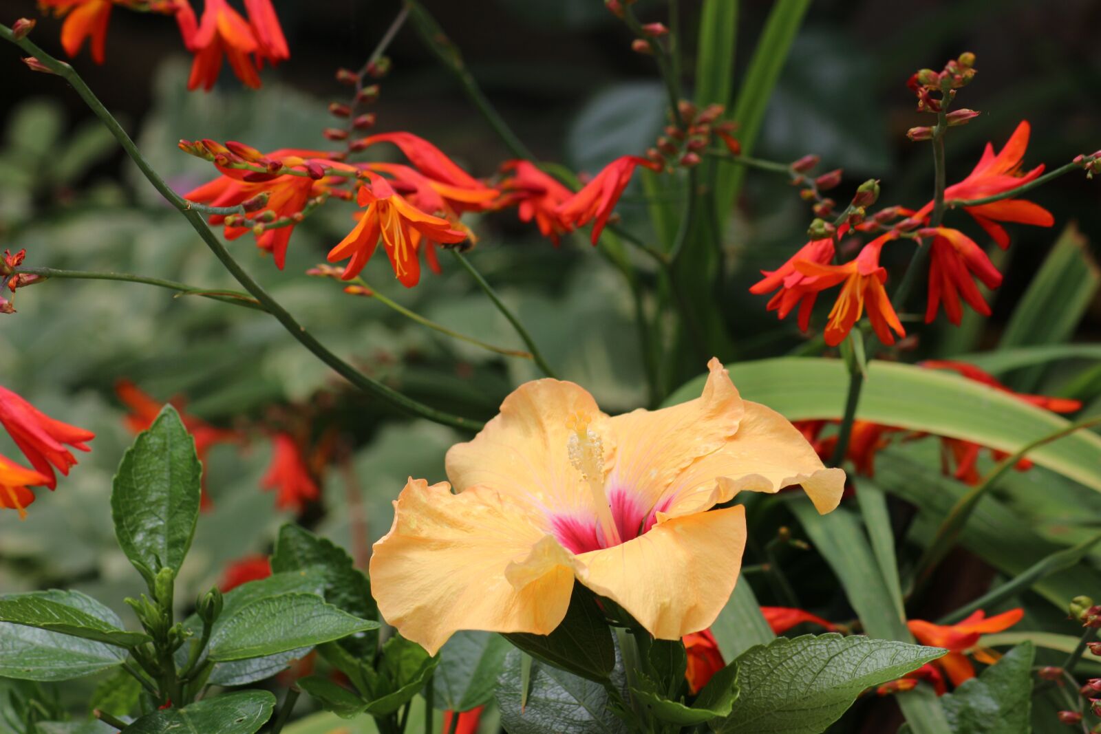 Canon EOS 100D (EOS Rebel SL1 / EOS Kiss X7) sample photo. Flowers, nature, yellow photography