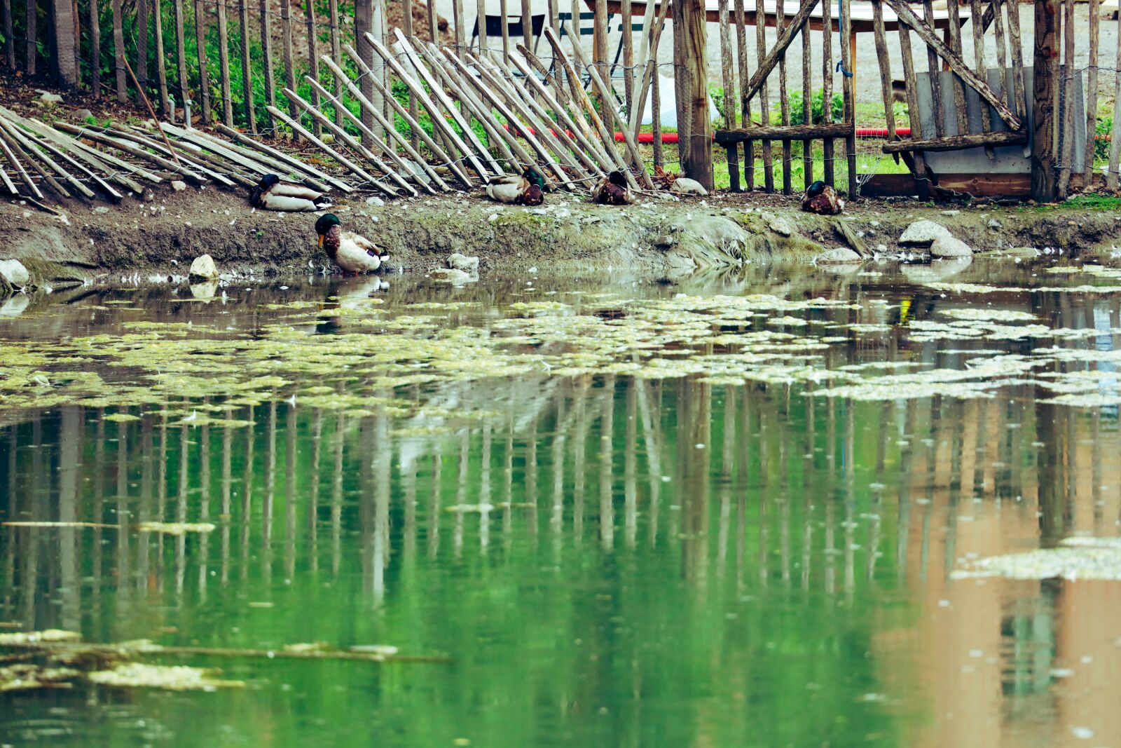 Canon EOS R sample photo. Fauna, duck, bird photography