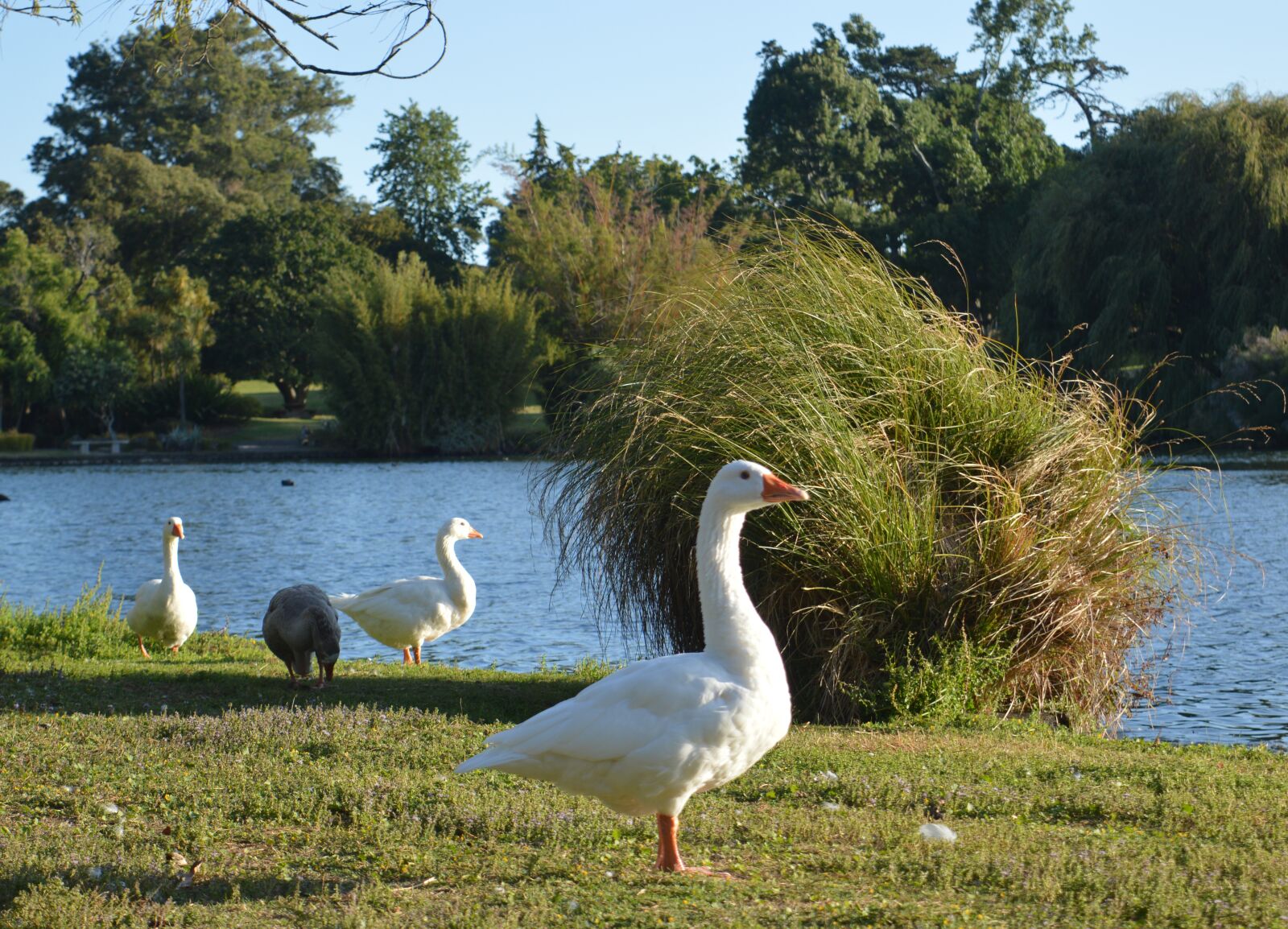 Nikon D3200 sample photo. Goose, nature, bird photography
