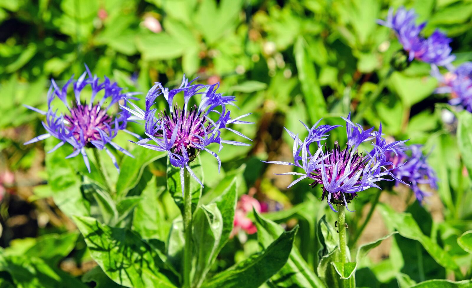 Fujifilm X-T10 sample photo. Mountain knapweed, bloom, blossom photography
