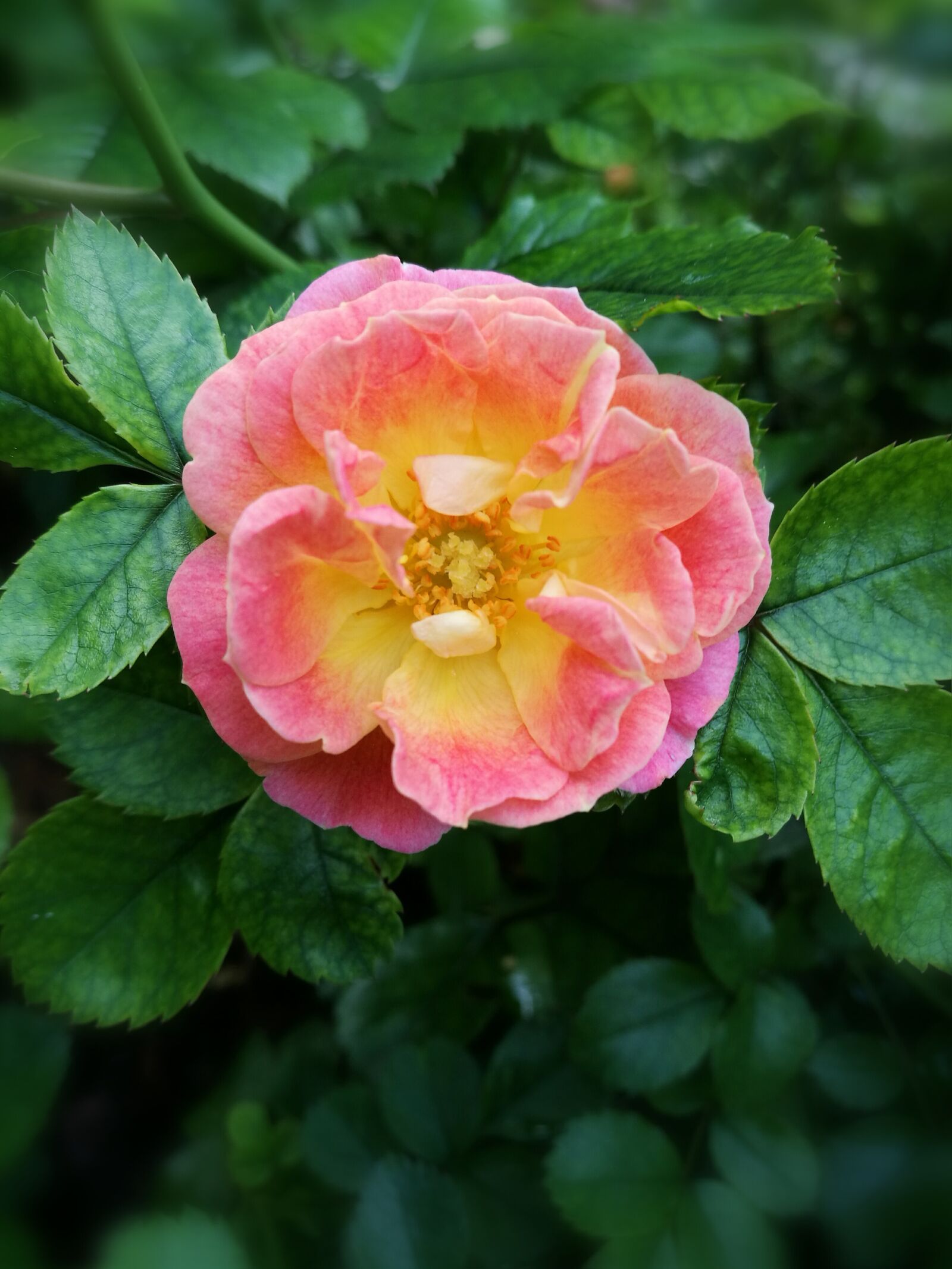 HUAWEI P9 sample photo. Flower, nature, beauty photography