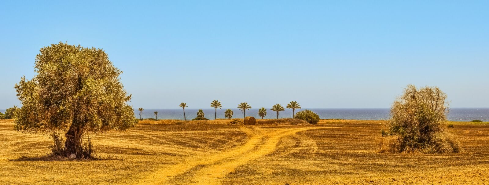 Nikon D3300 sample photo. Tree, field, agriculture photography