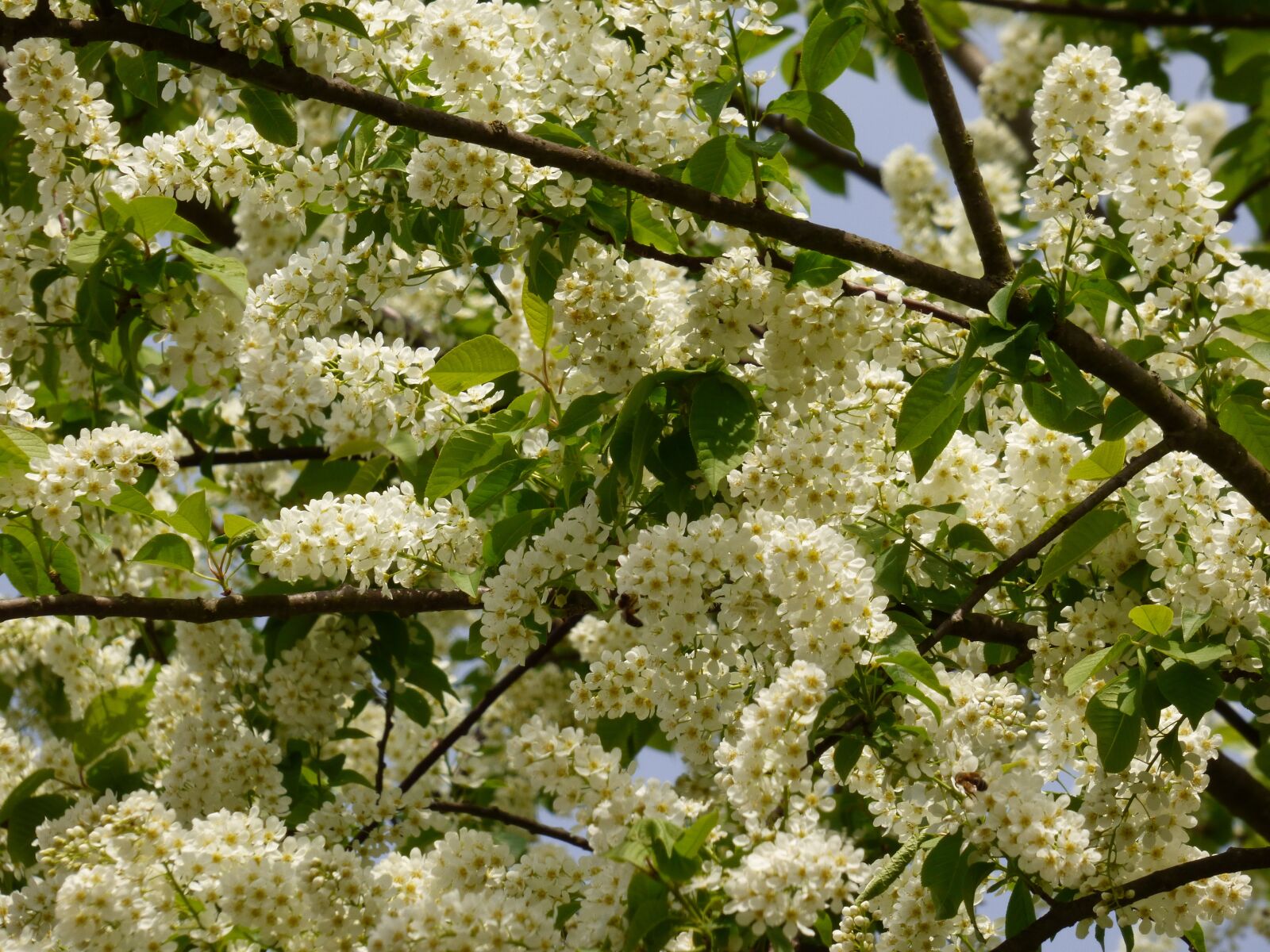 Panasonic DMC-FZ72 sample photo. Tree, flowers, blooming tree photography