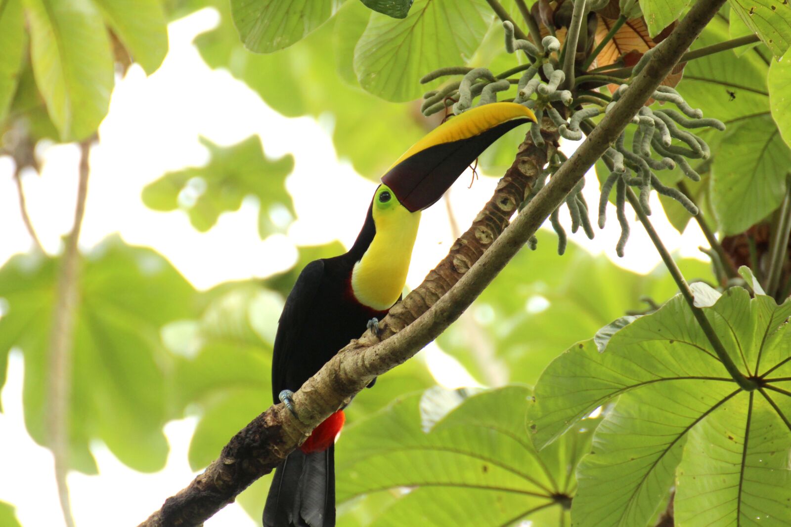 Canon EOS 700D (EOS Rebel T5i / EOS Kiss X7i) sample photo. Toucan, brown back-toucan, swainson photography